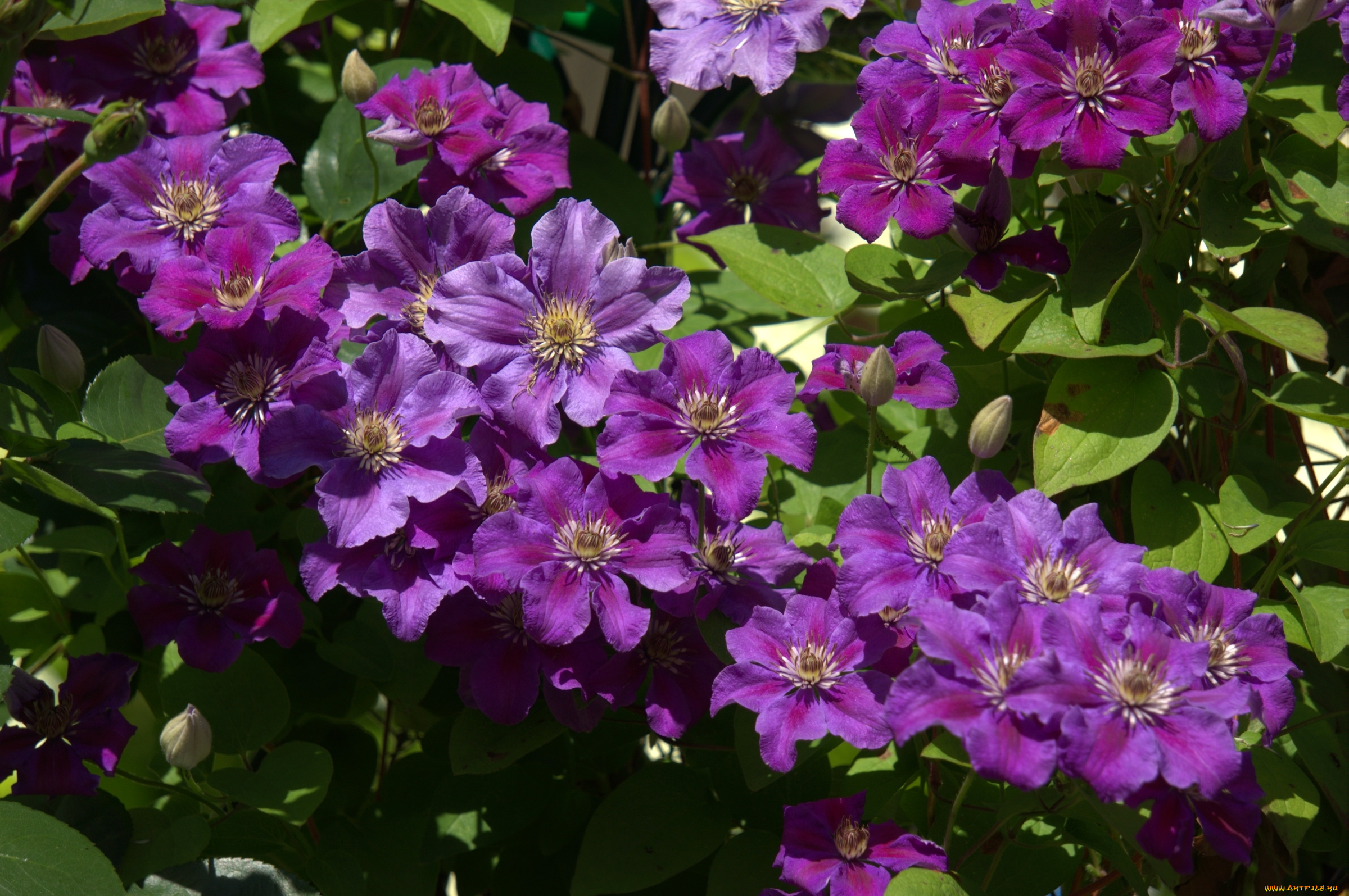 цветы, клематис, , ломонос, фиолетовый, клематис