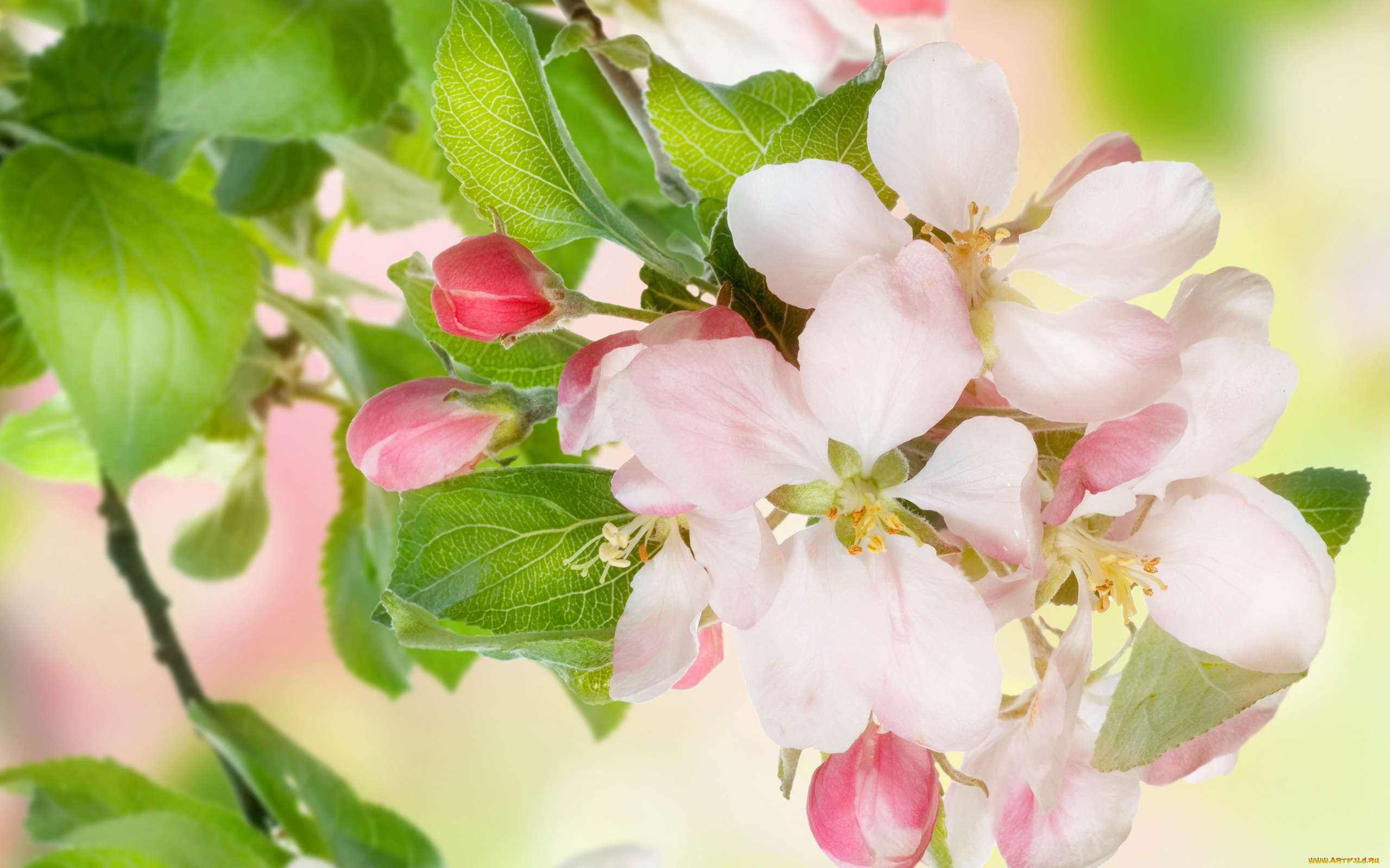 цветы, цветущие, деревья, , , кустарники, flowers, spring, blossoms, apple, tree, весна, beauty, leaves, яблоня, цветение, лепестки, розовые, белые, нежные, petals, pink, white, tender, красота, листья, бутоны