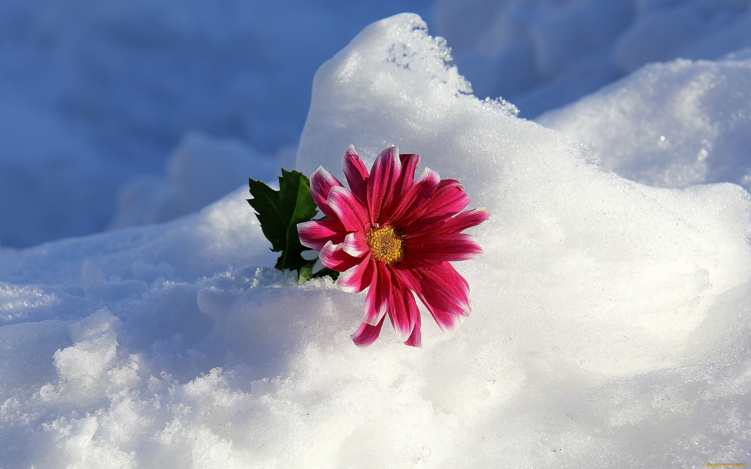 природа снег цветок загрузить