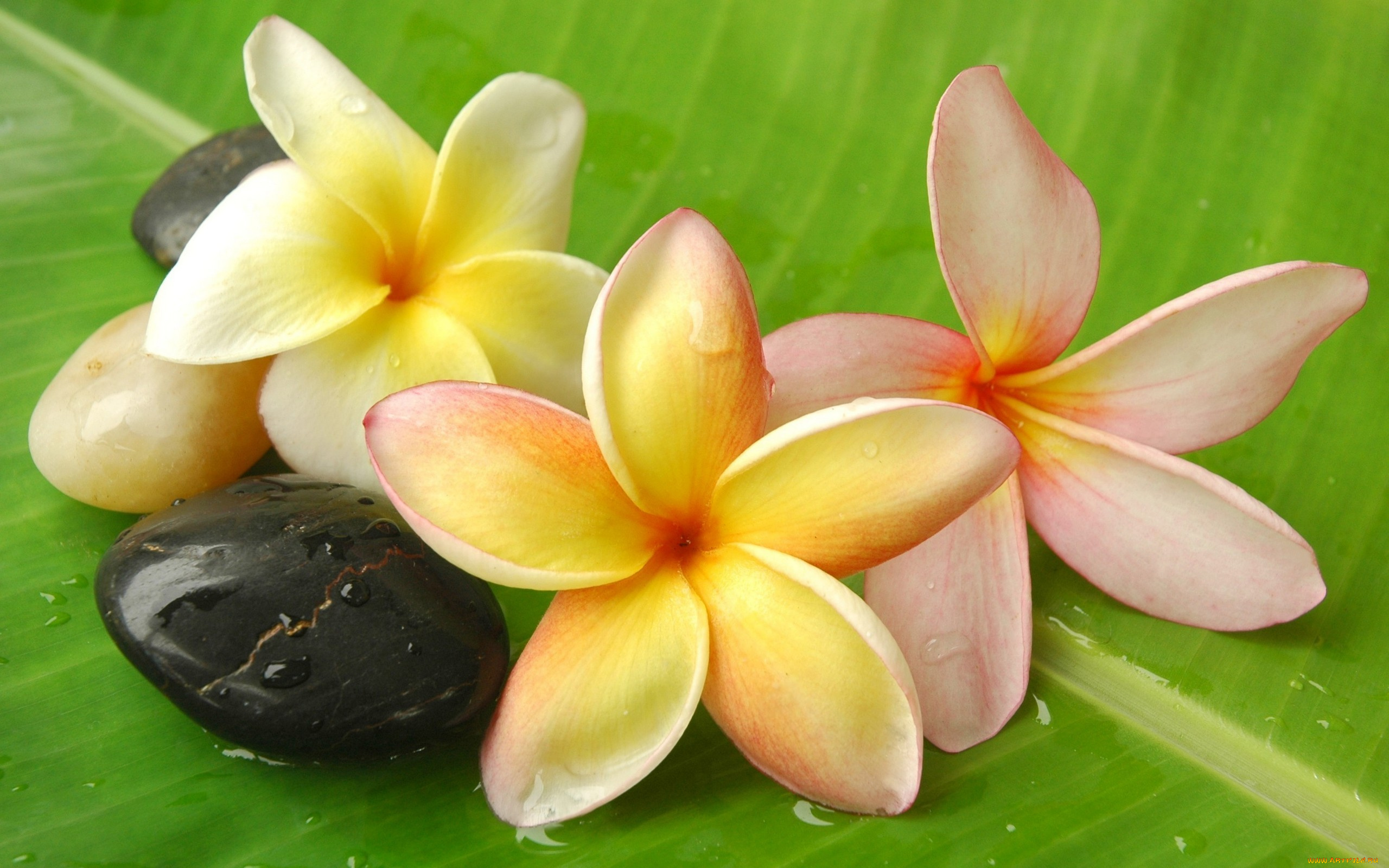 цветы, плюмерия, white, flowers, frangipani, plumeria, stones, leaf, drops, dew, water, белые, франжипани, вода, камни, лист, капли, роса