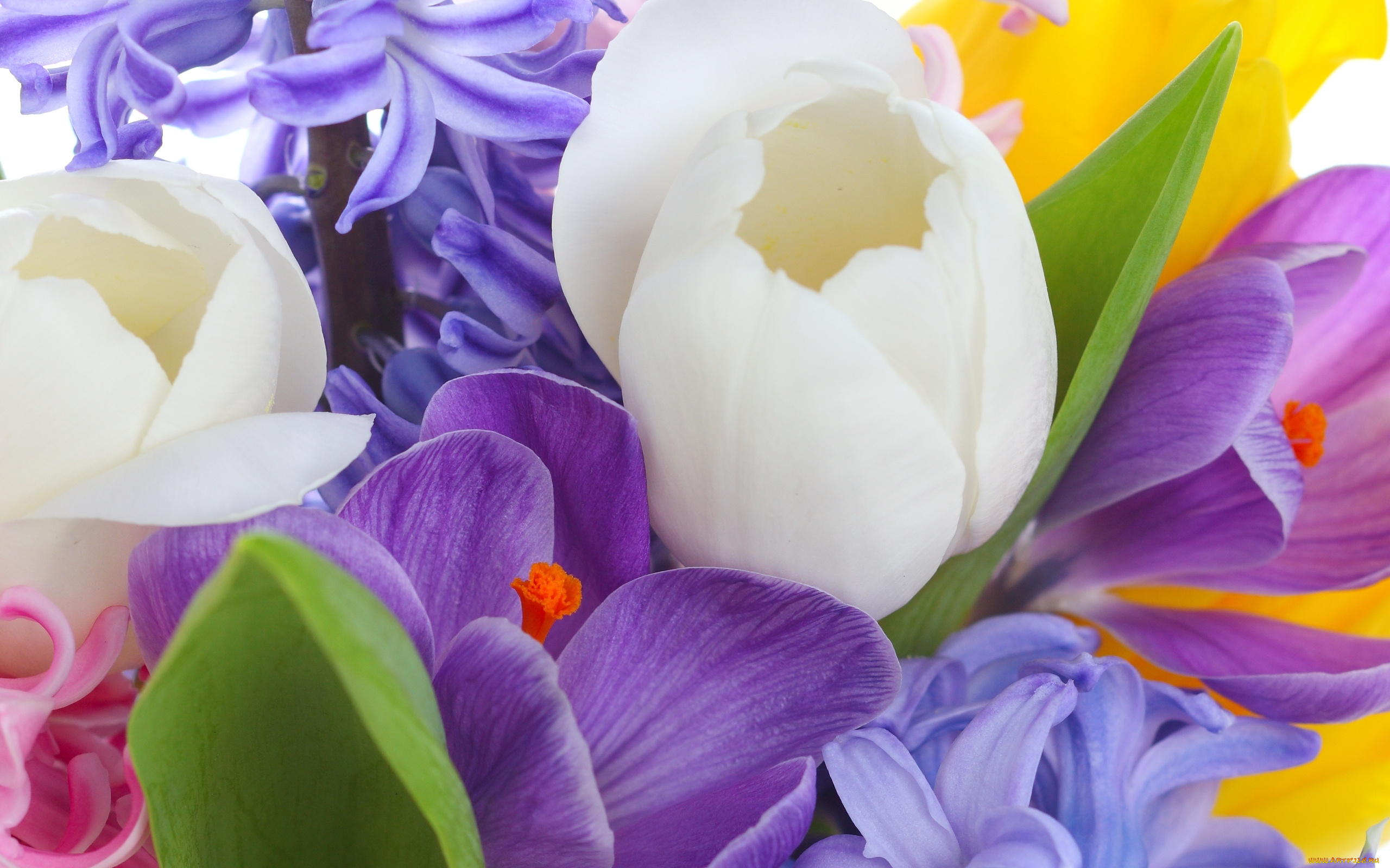 цветы, разные, вместе, tulips, violet, white, bouquet, bright, flowers, crocus, лепестки, листья, букет, сиреневые, фиолетовые, крокусы, белые, тюльпаны, beauty, petals, красота