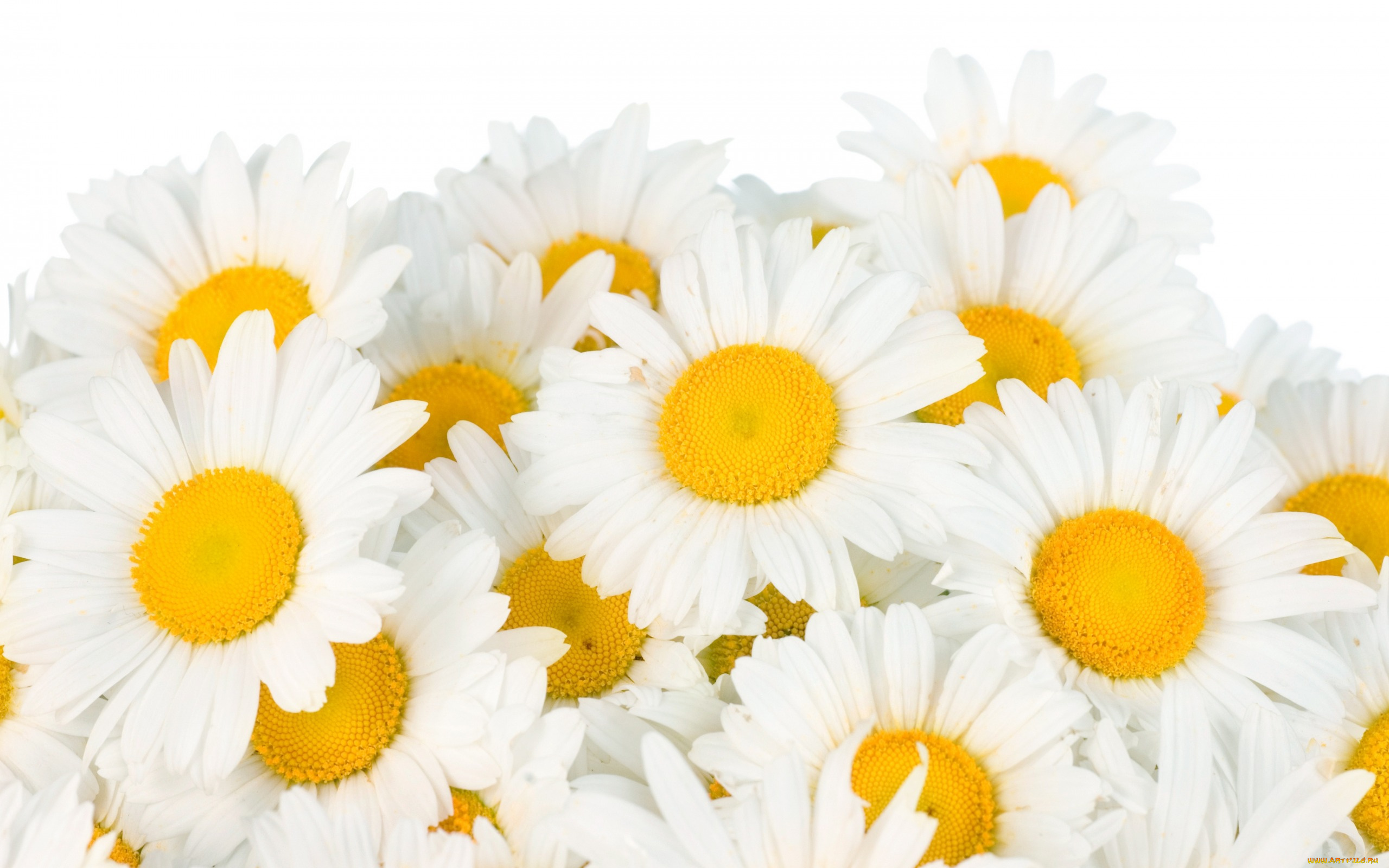 цветы, ромашки, white, camomile, beauty, белые, весна, freshness, spring, flowers