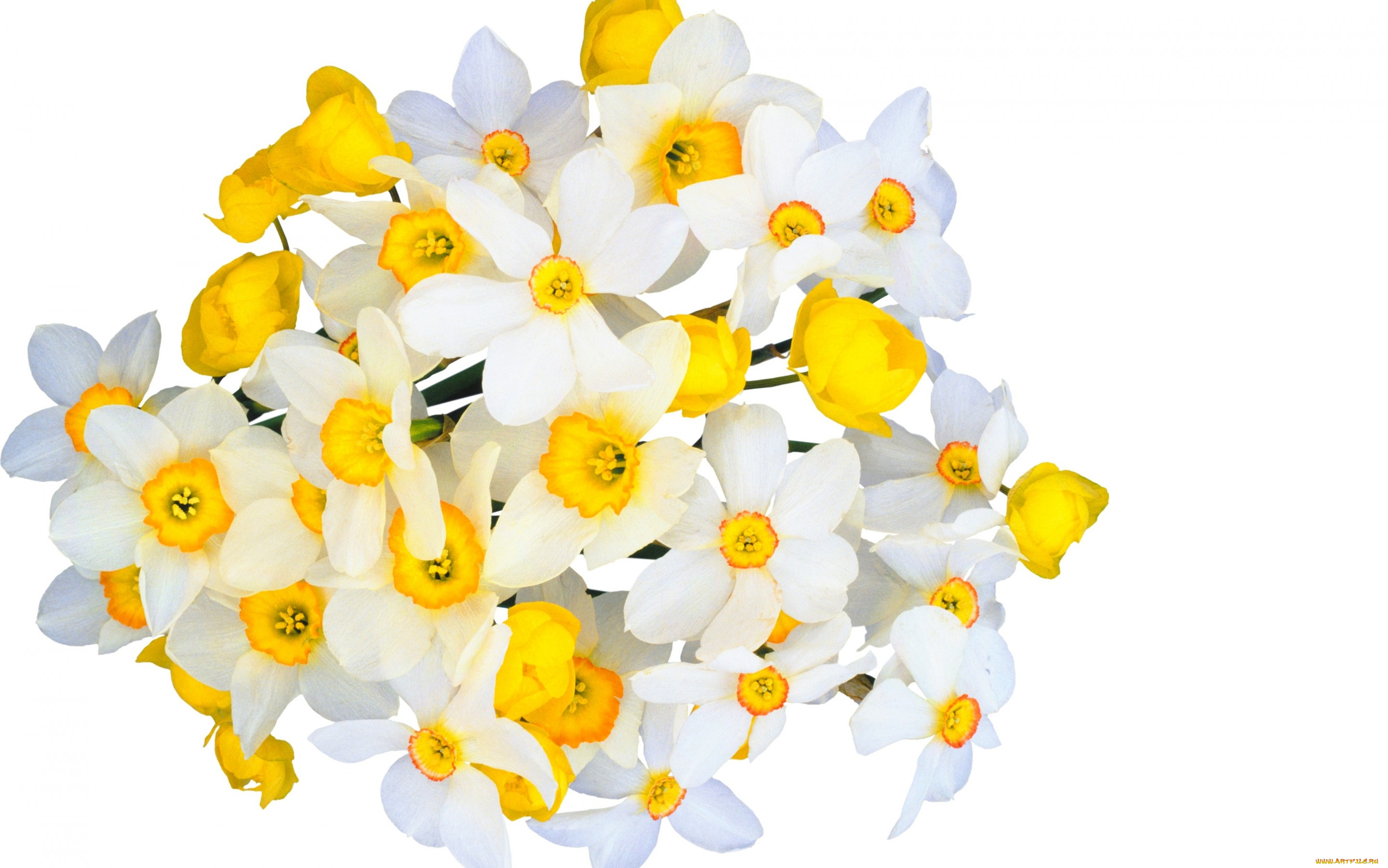 цветы, нарциссы, tender, spirit, narcissus, beauty, freshness, spring, bouquet, yellow, свежесть, весна, букет, жёлтые, белые, white, flowers, красота, нежное, настроение, нарцисс