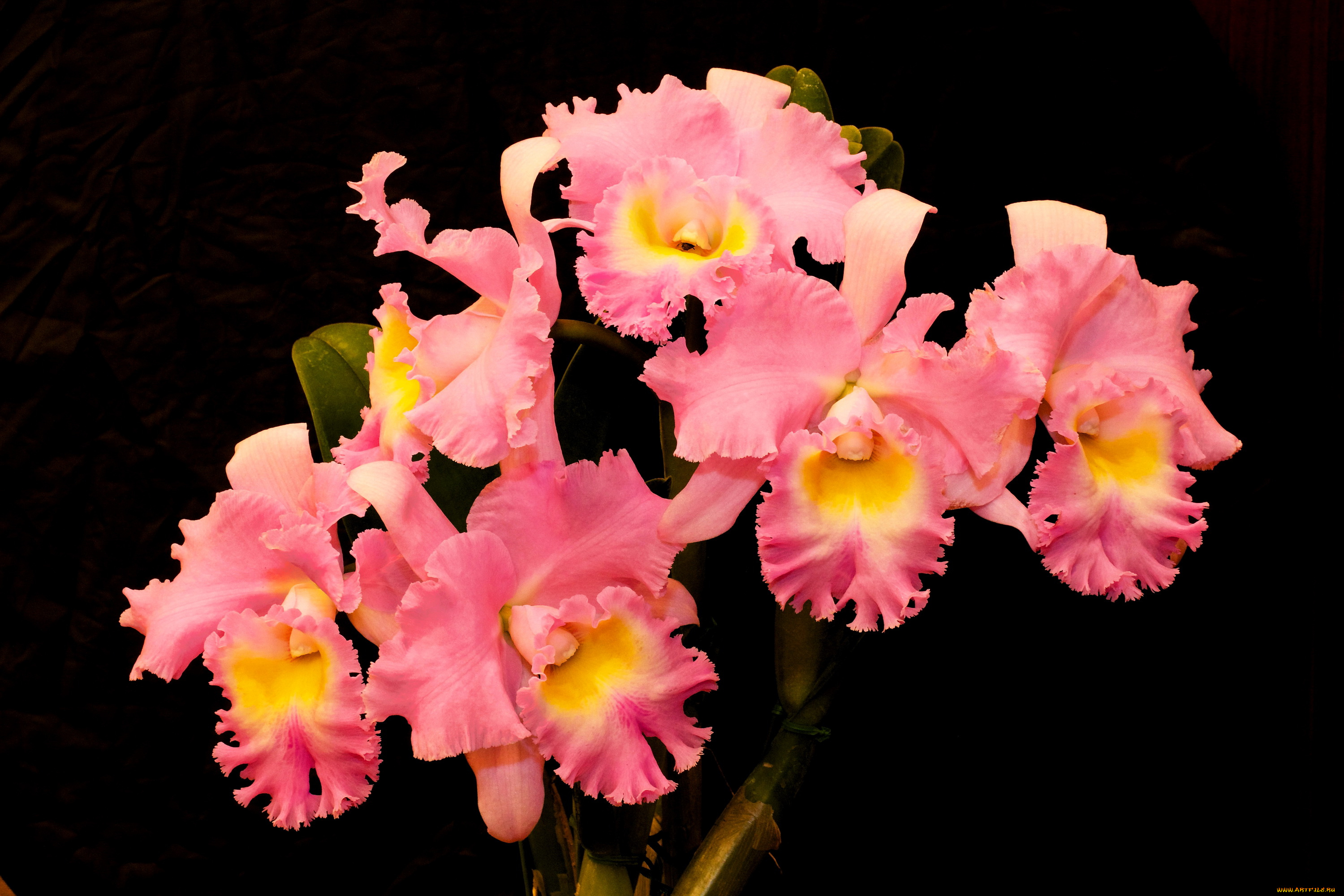 princess, michiko, цветы, орхидеи, розовый, princess, michiko
