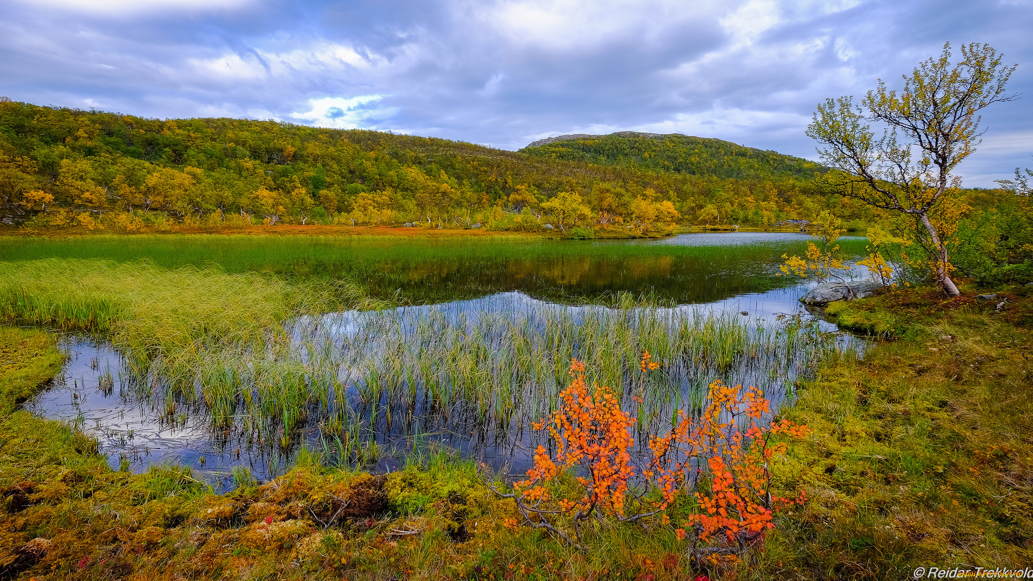 природа, реки, озера, река, лес