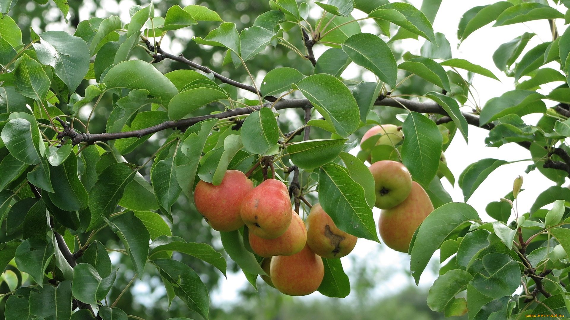 Груша дерево с плодами
