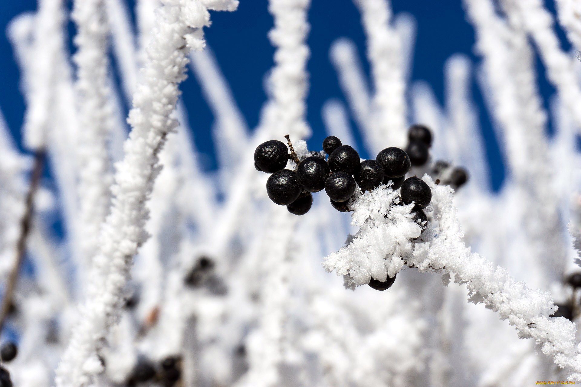 природа, Ягоды, ягоды, снег, черные