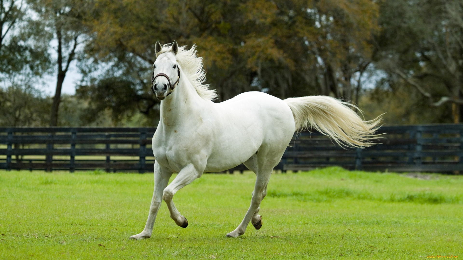 животные, лошади, ограда, белый, конь, поляна