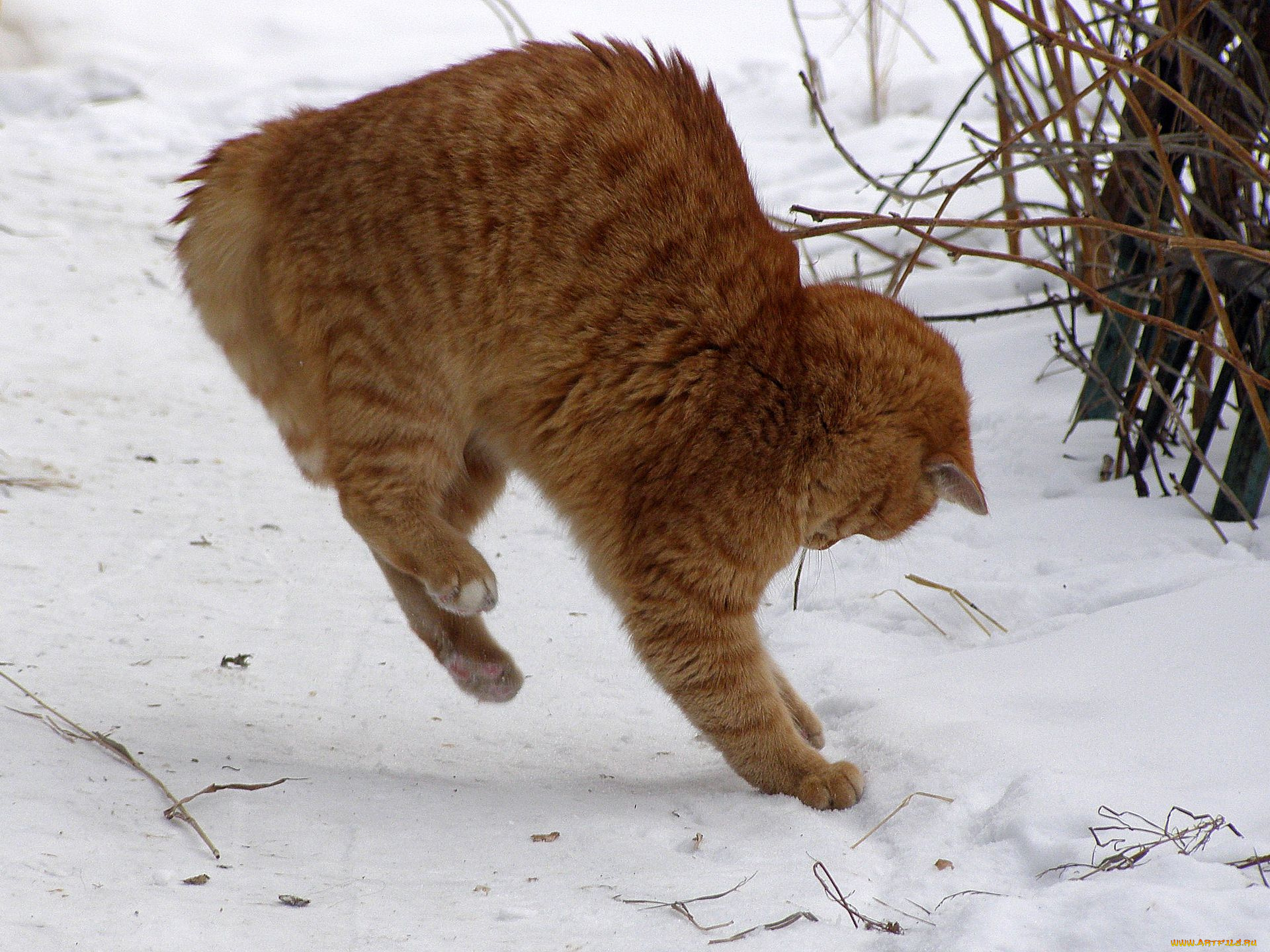 животные, коты