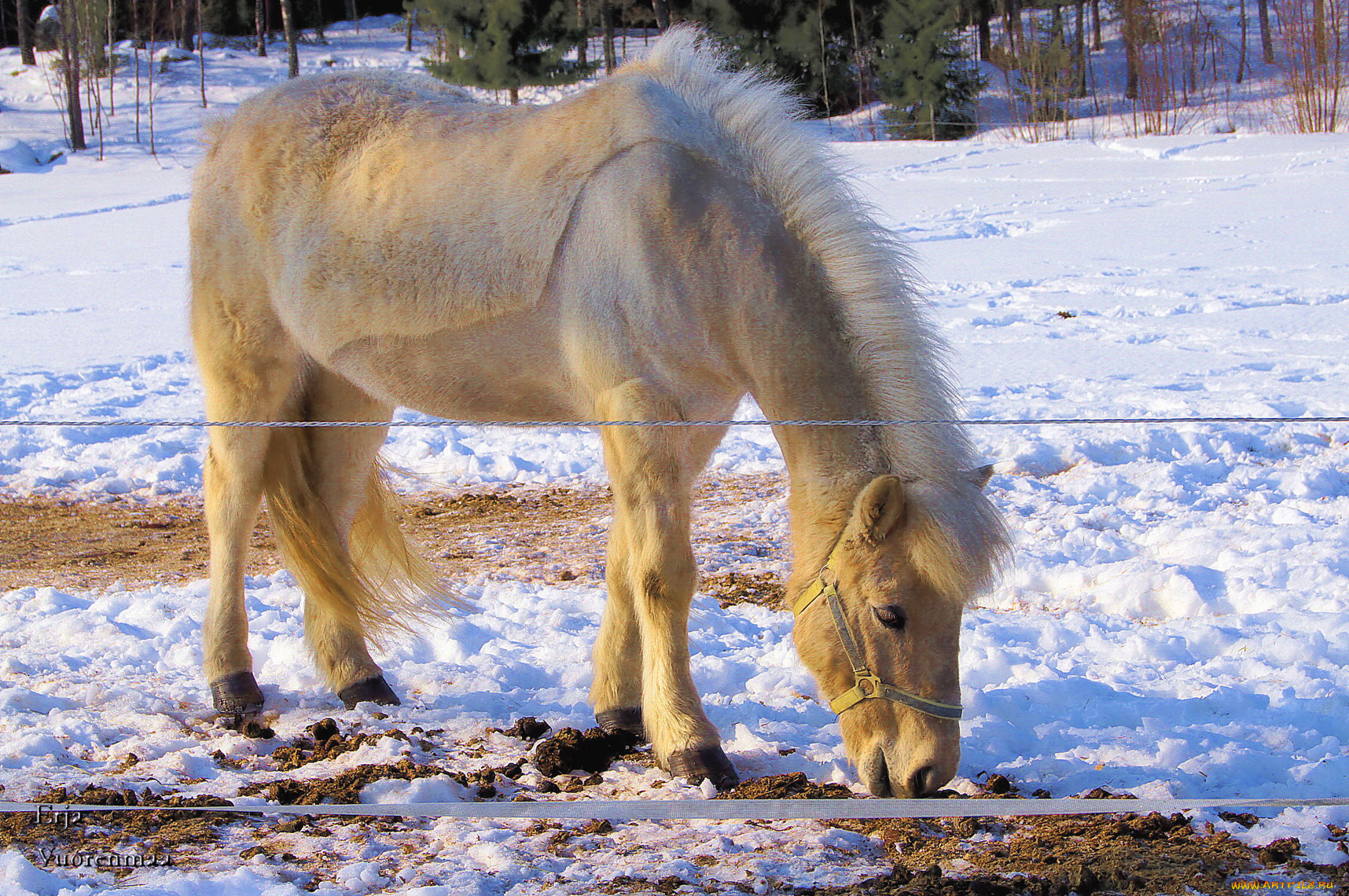 животные, лошади, снег