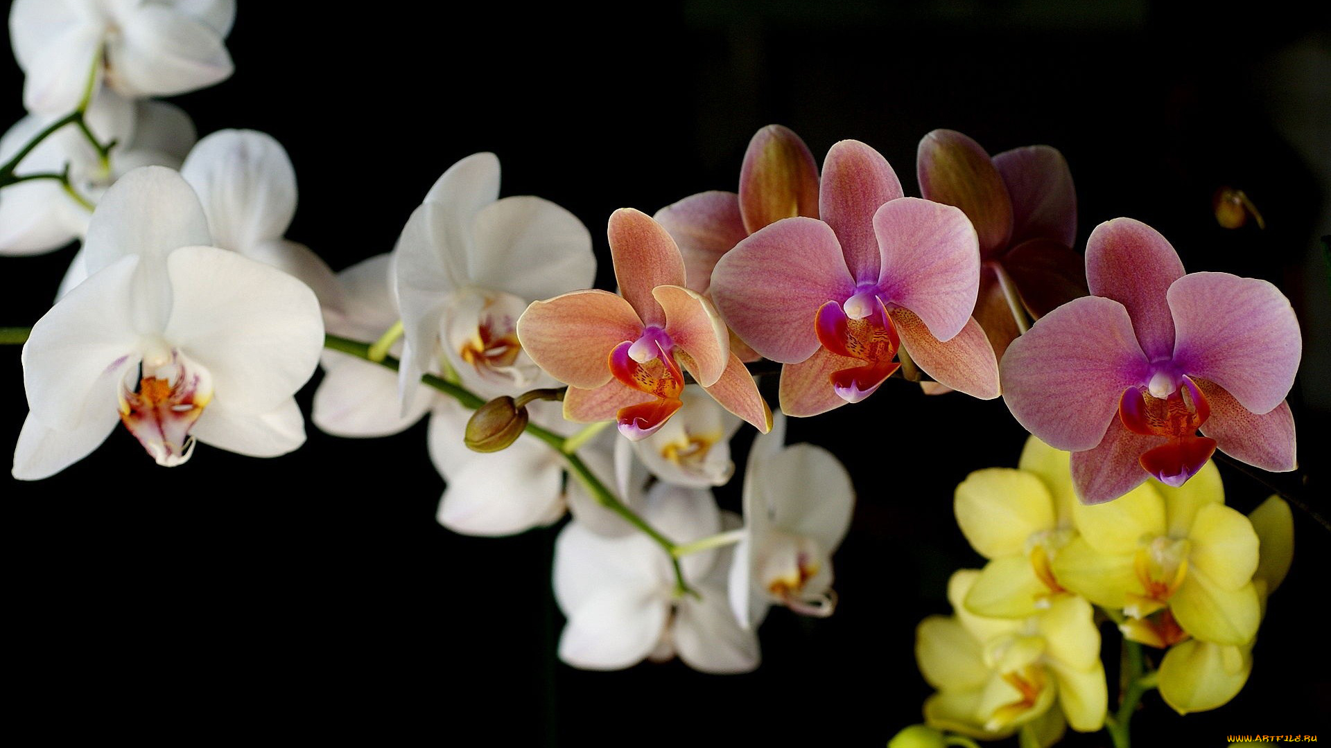цветы, орхидеи, экзотика