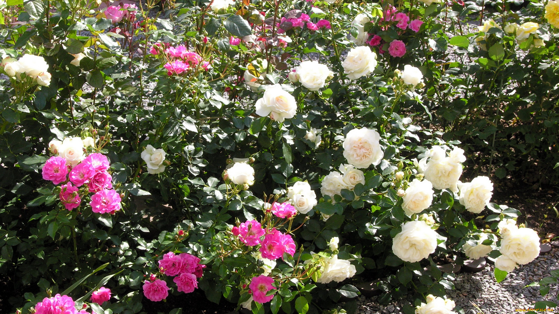 цветы, розы, много, розовый, белый, кусты