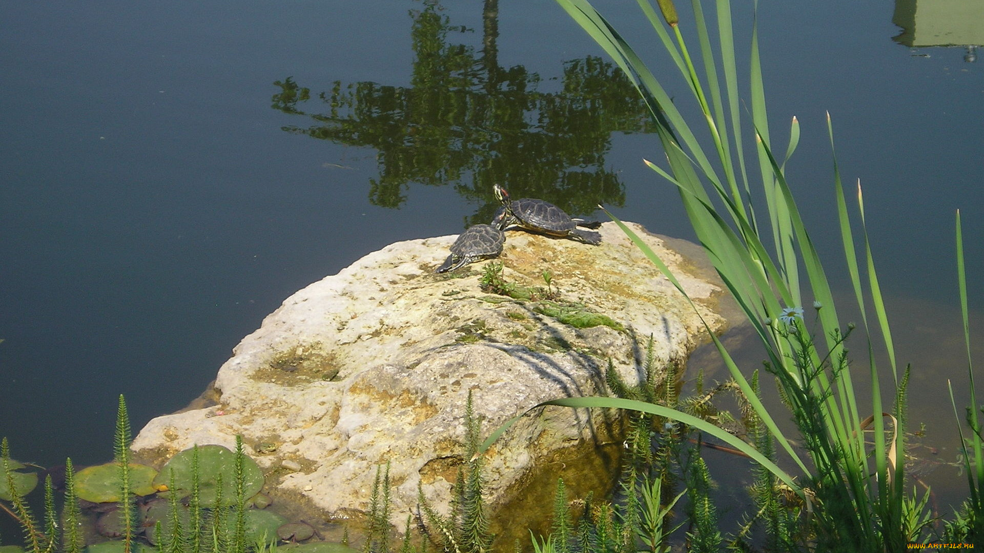 животные, Черепахи, вода, зелень, камень, черепашки