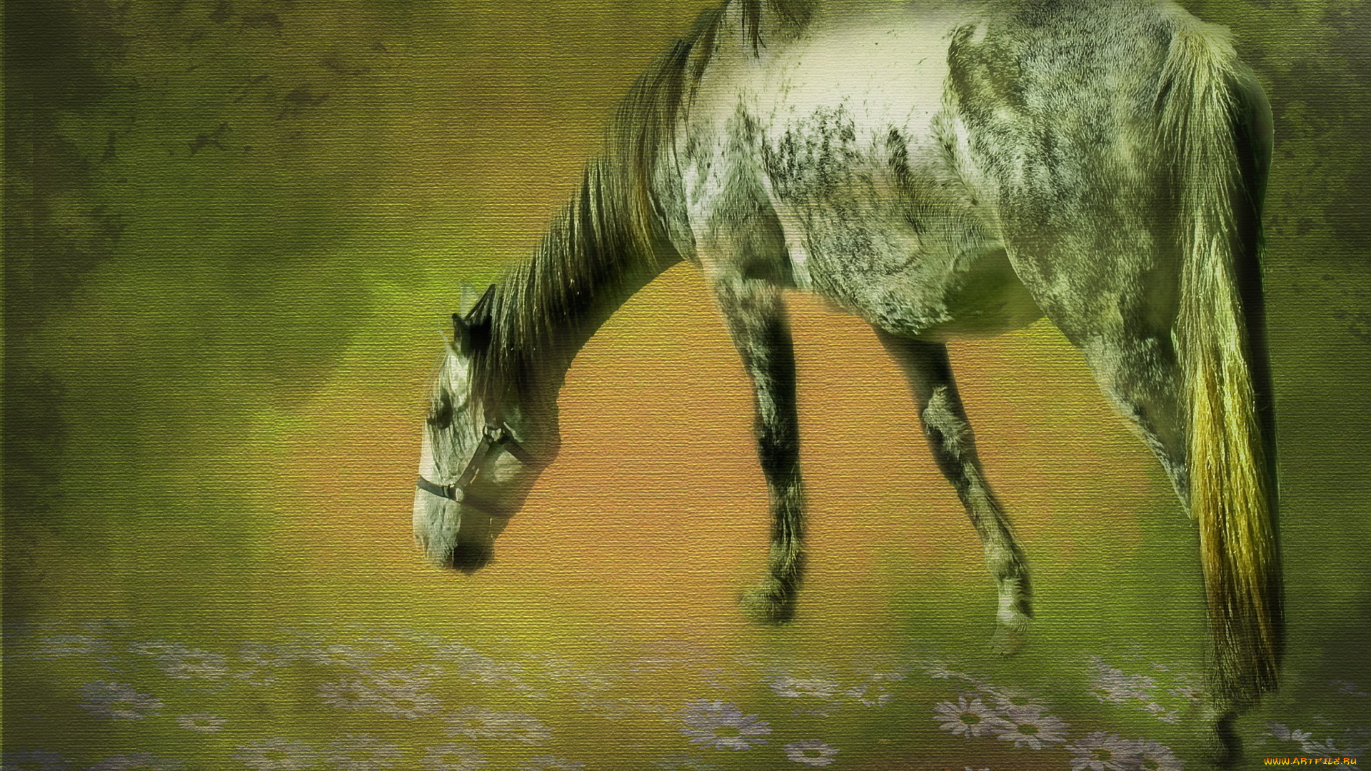 животные, лошади, цветы, конь