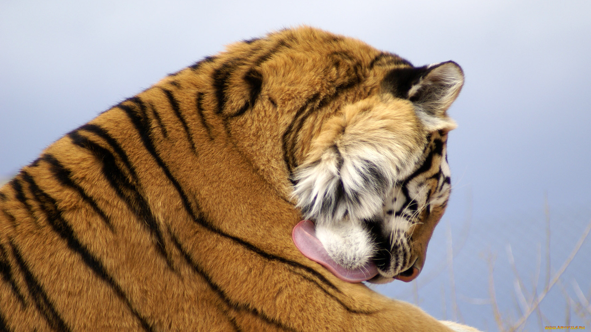 животные, тигры, язык, хищник