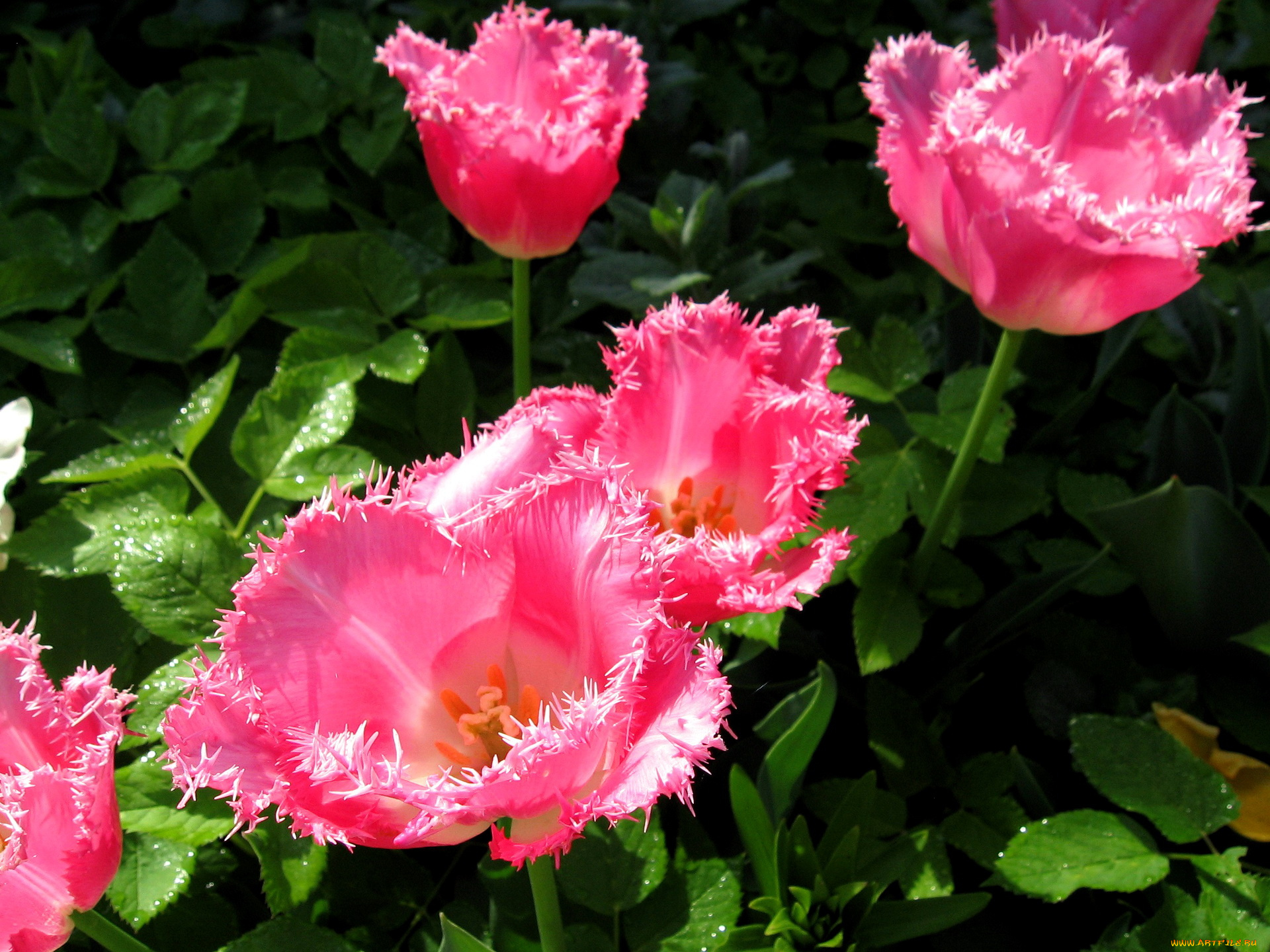 цветы, тюльпаны, розовый, махровый