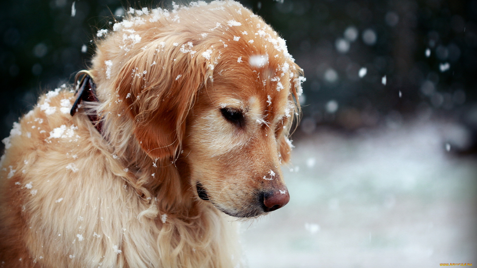 животные, собаки, собака, зима, снег