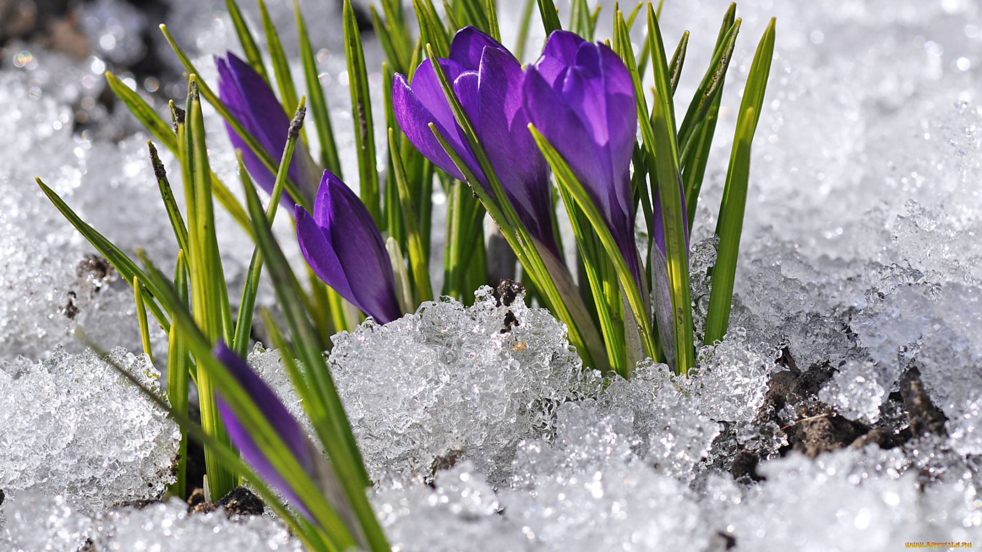 цветы, крокусы, весна, снег