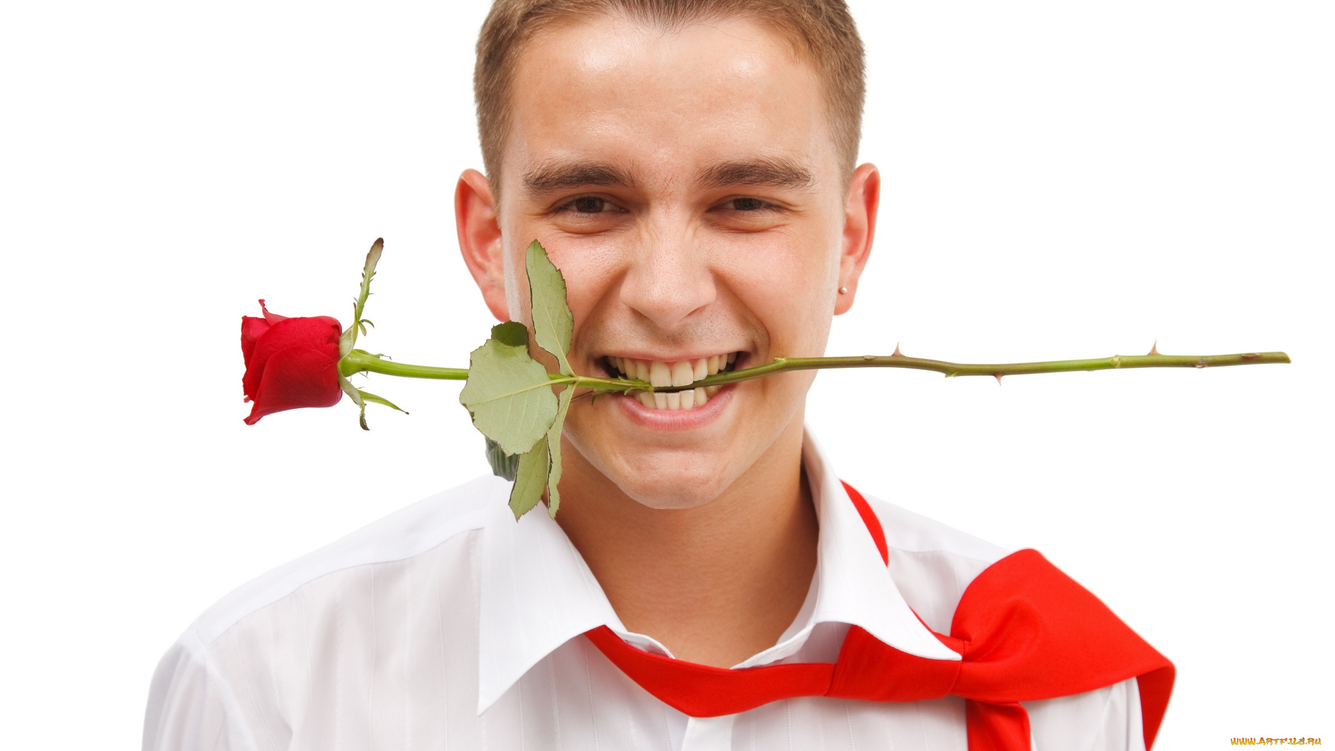 мужчины, -, unsort, рубашка, цветок, роза, зубы, галстук