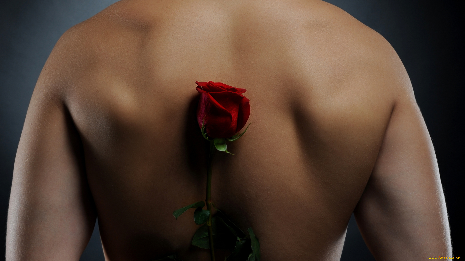 мужчины, -, unsort, спина, цветок, роза