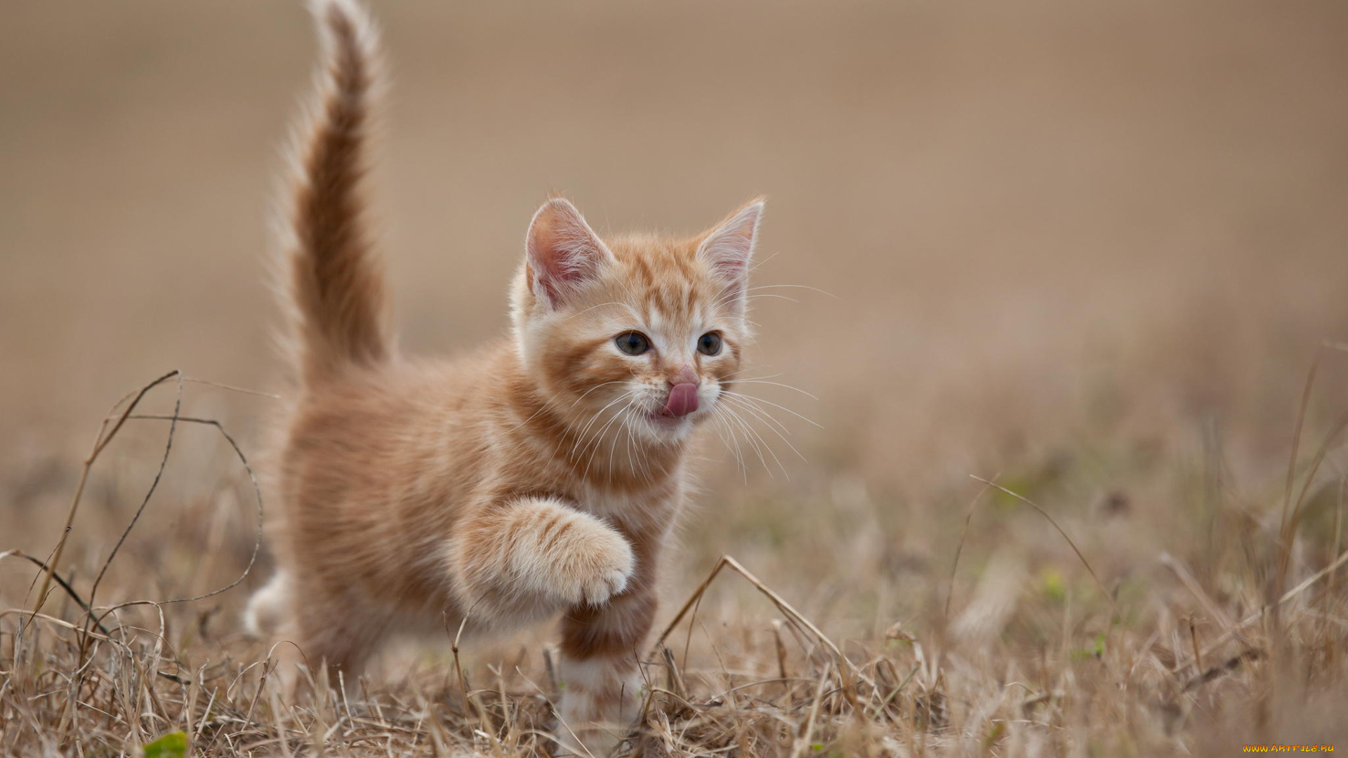 животные, коты, котенок, рыжий