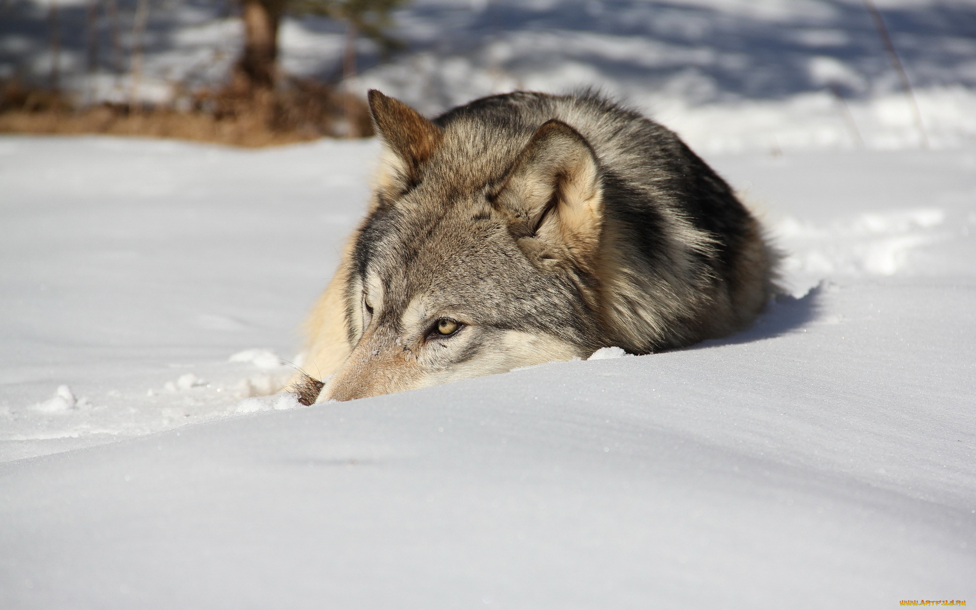 животные, волки, , койоты, , шакалы, снег, зима