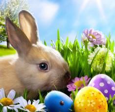 обоя животные, кролики,  зайцы, весна, цветы, яички, кролик