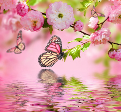 Картинка разное компьютерный+дизайн бабочки цветы вода