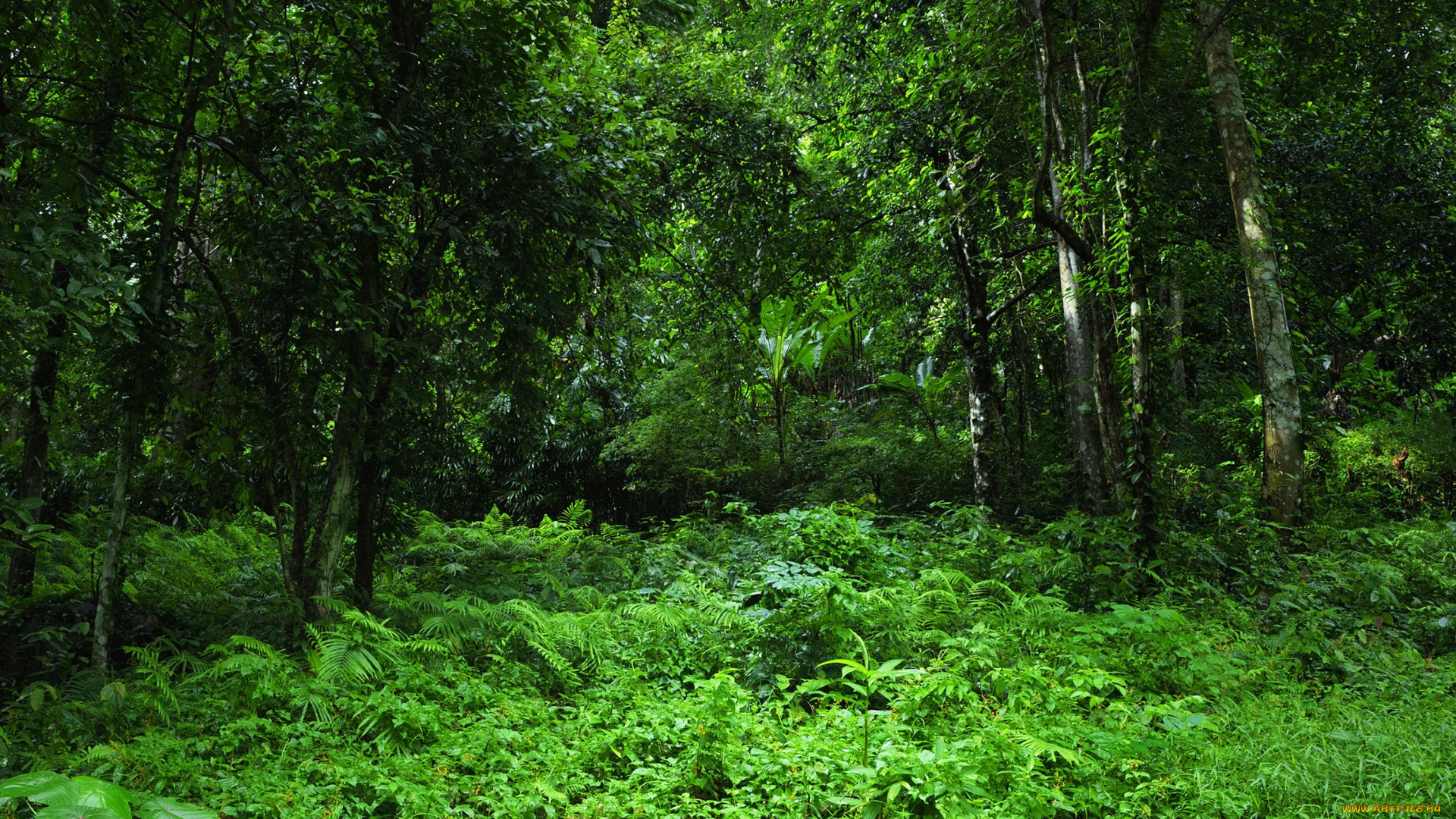 природа, лес, деревья, тропики, jungle, джунгли, трава, зелень