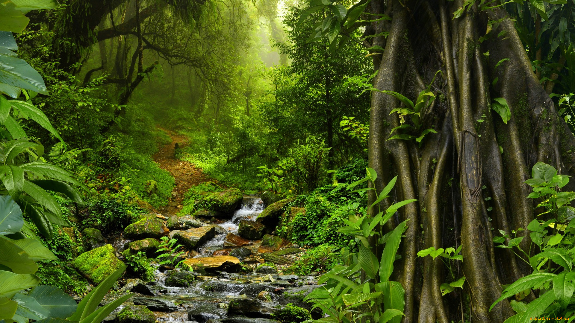 природа, реки, озера, таиланд, кусты, деревья, тропинка, мох, камни, jungle, тропики, ручей, джунгли, листва, зелень, лес