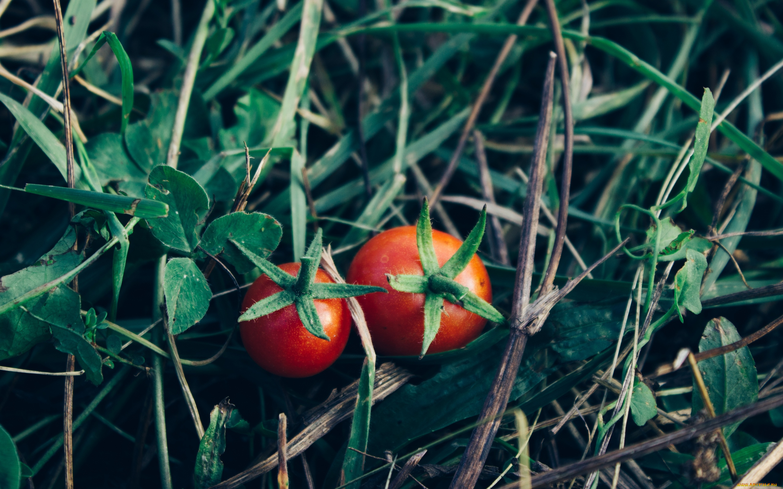 природа, плоды, помидоры, томаты