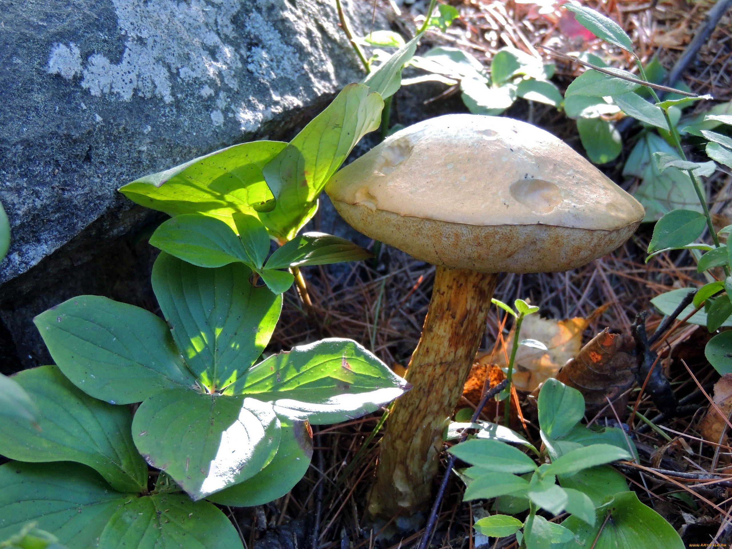 природа, грибы, листья, камень, иголки, гриб