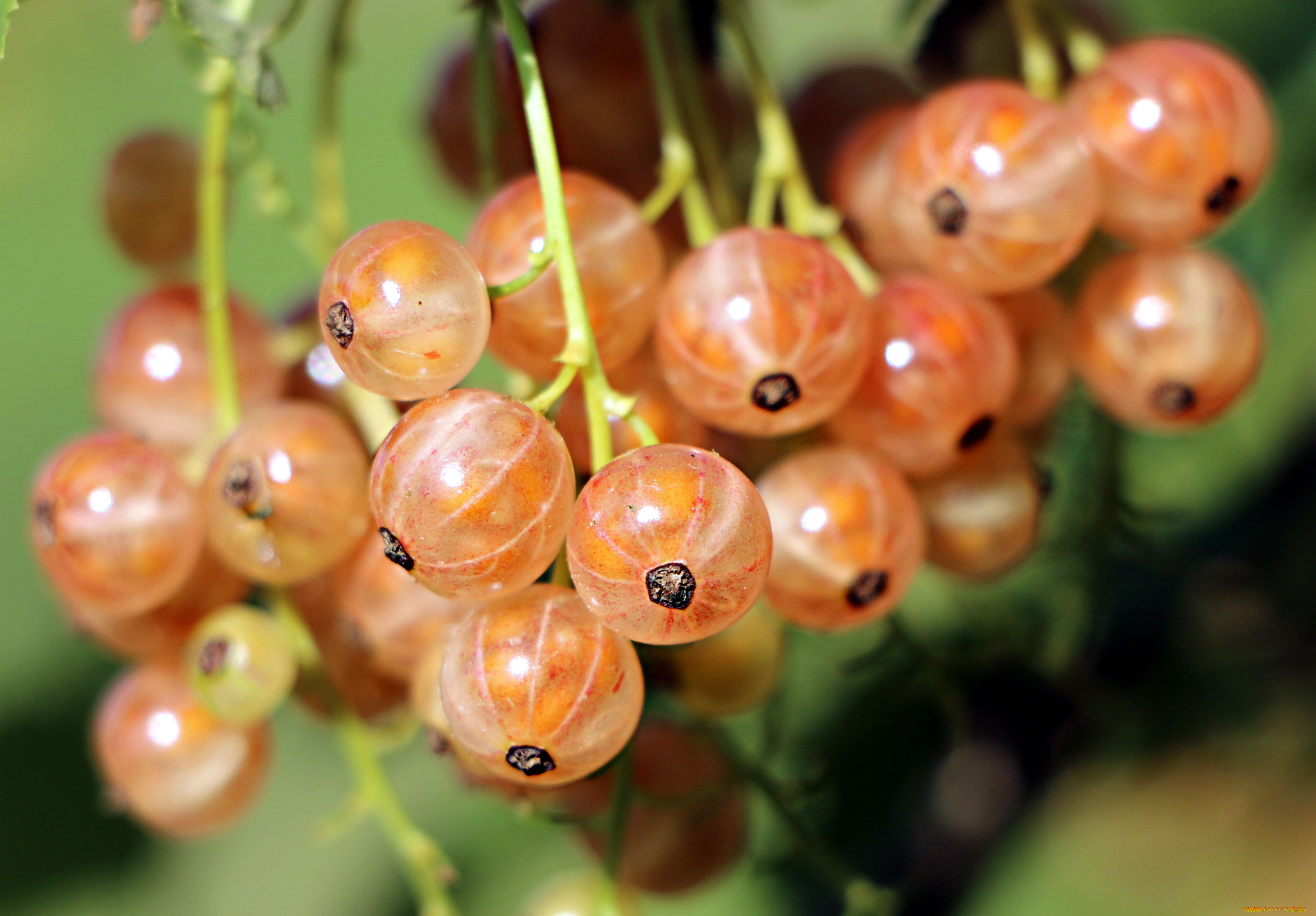 природа ягоды смородина nature berries currant скачать