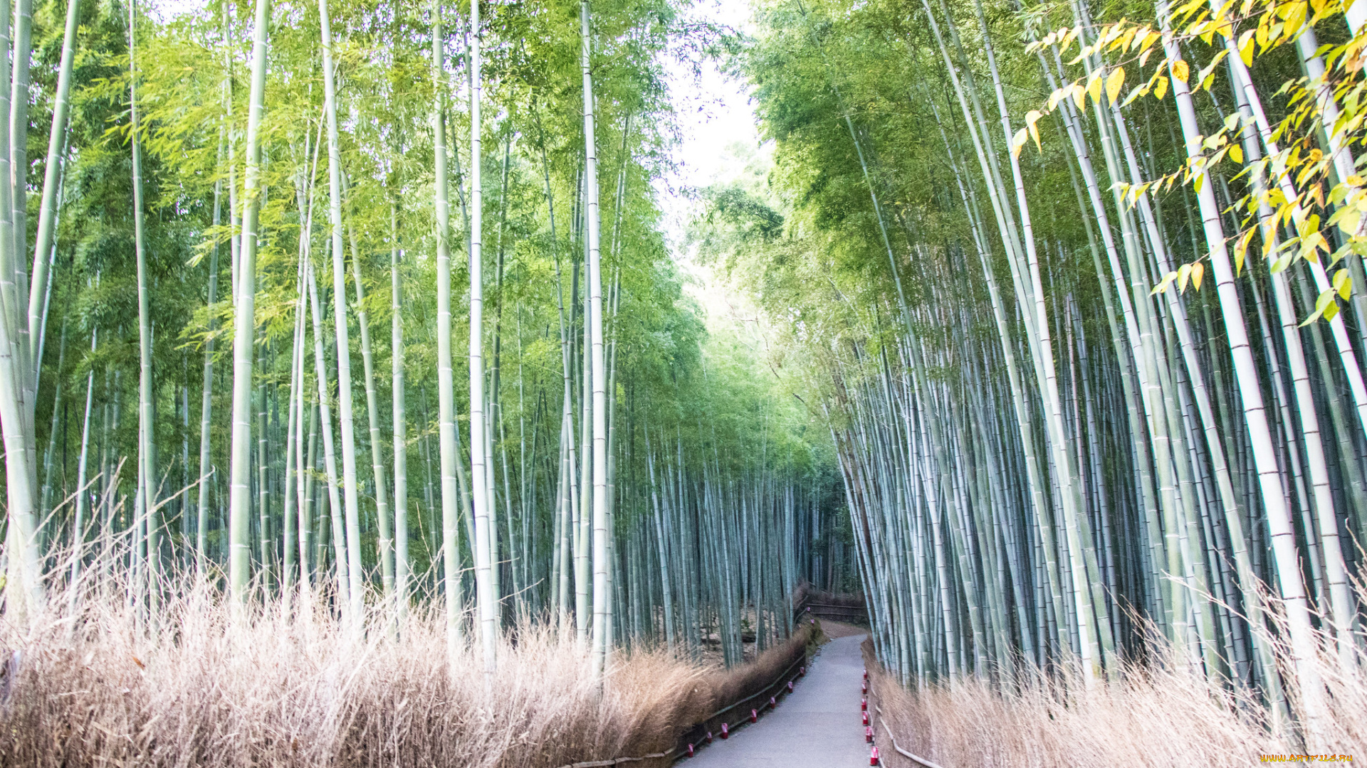 природа, дороги, бамбук, тропа
