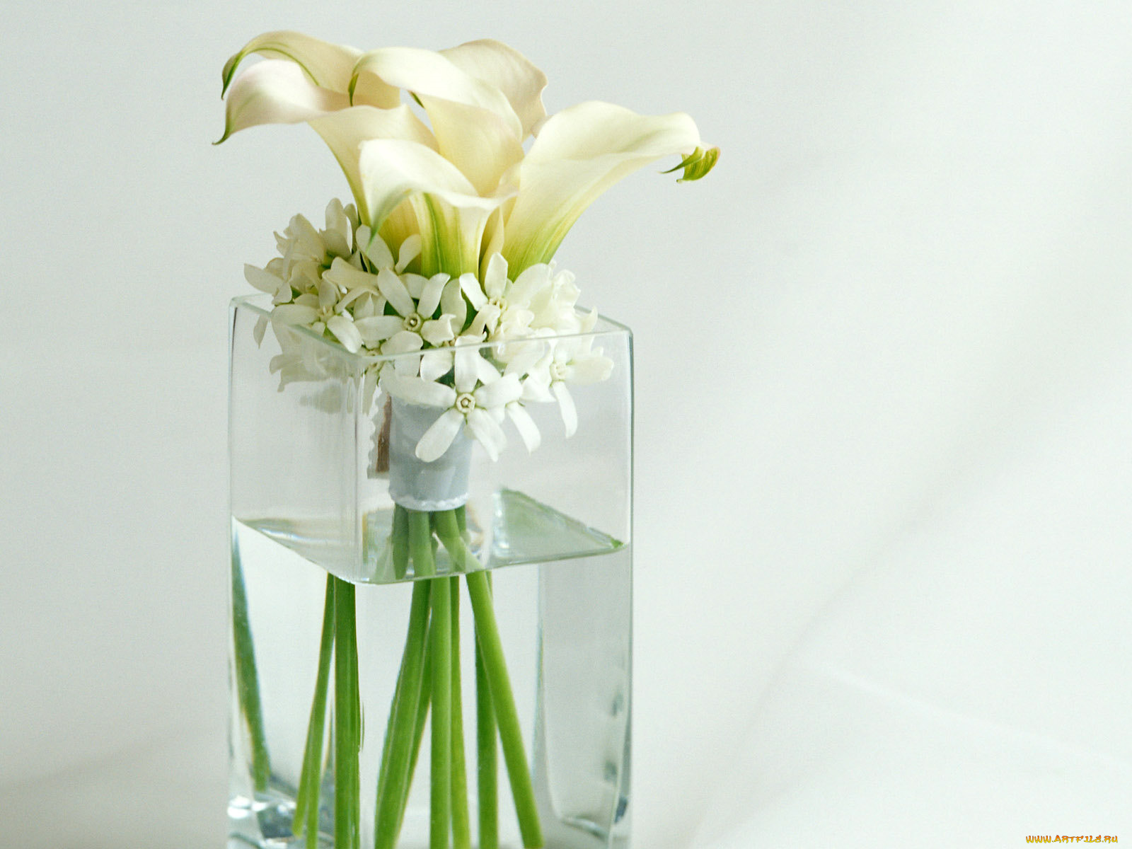 цветы, букеты, композиции, каллы, вода, ваза