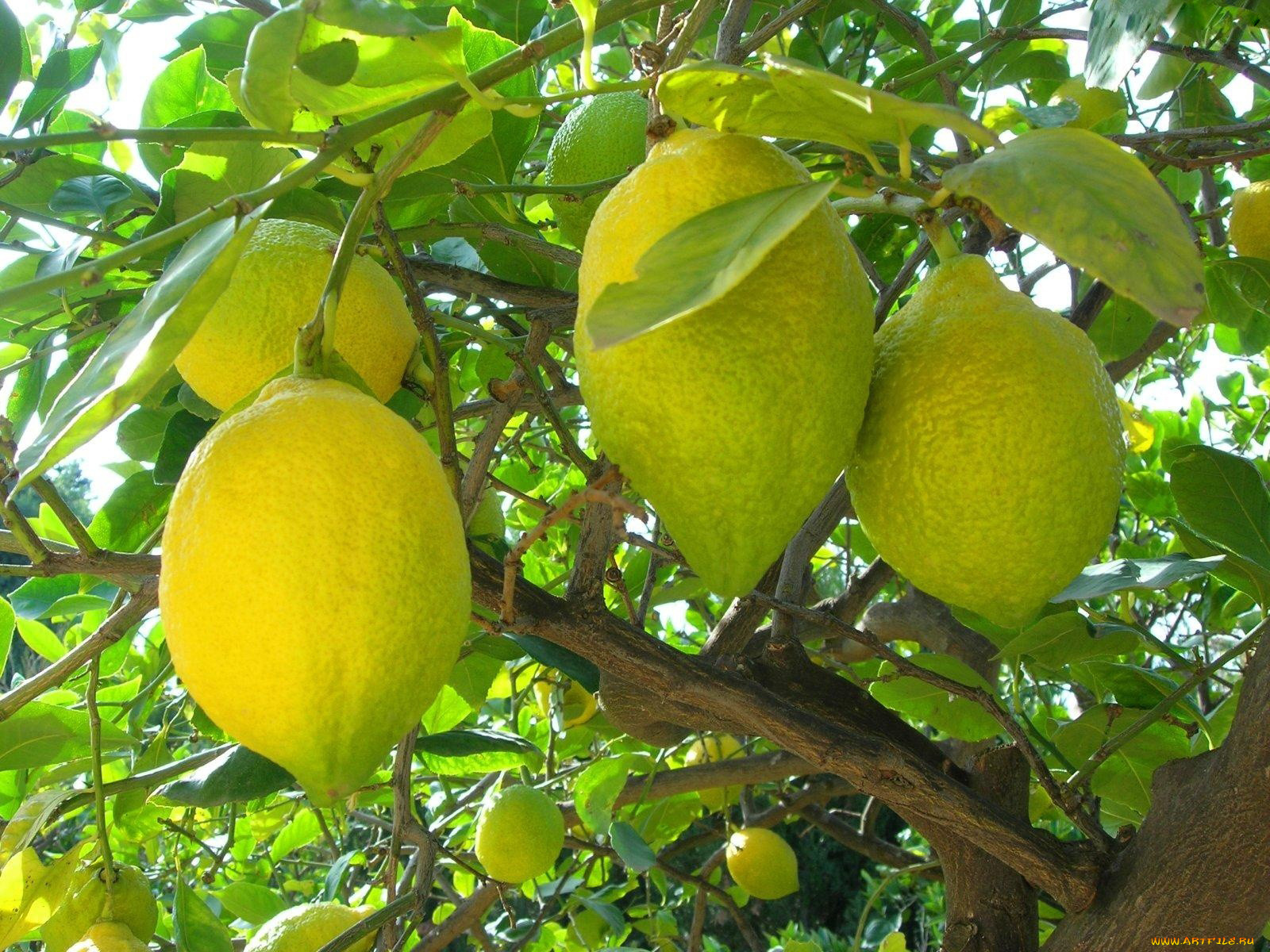 природа, плоды, много, лимоны, дерево