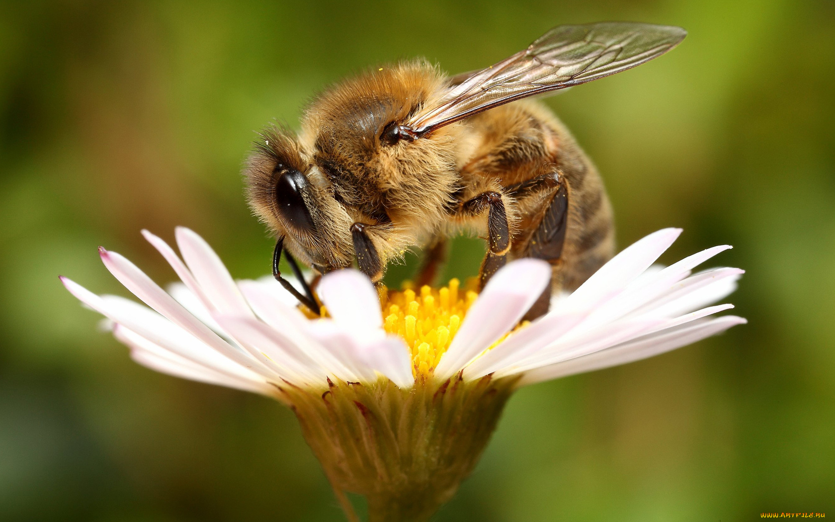 животные, пчелы, осы, шмели, пчела, цветок, фон