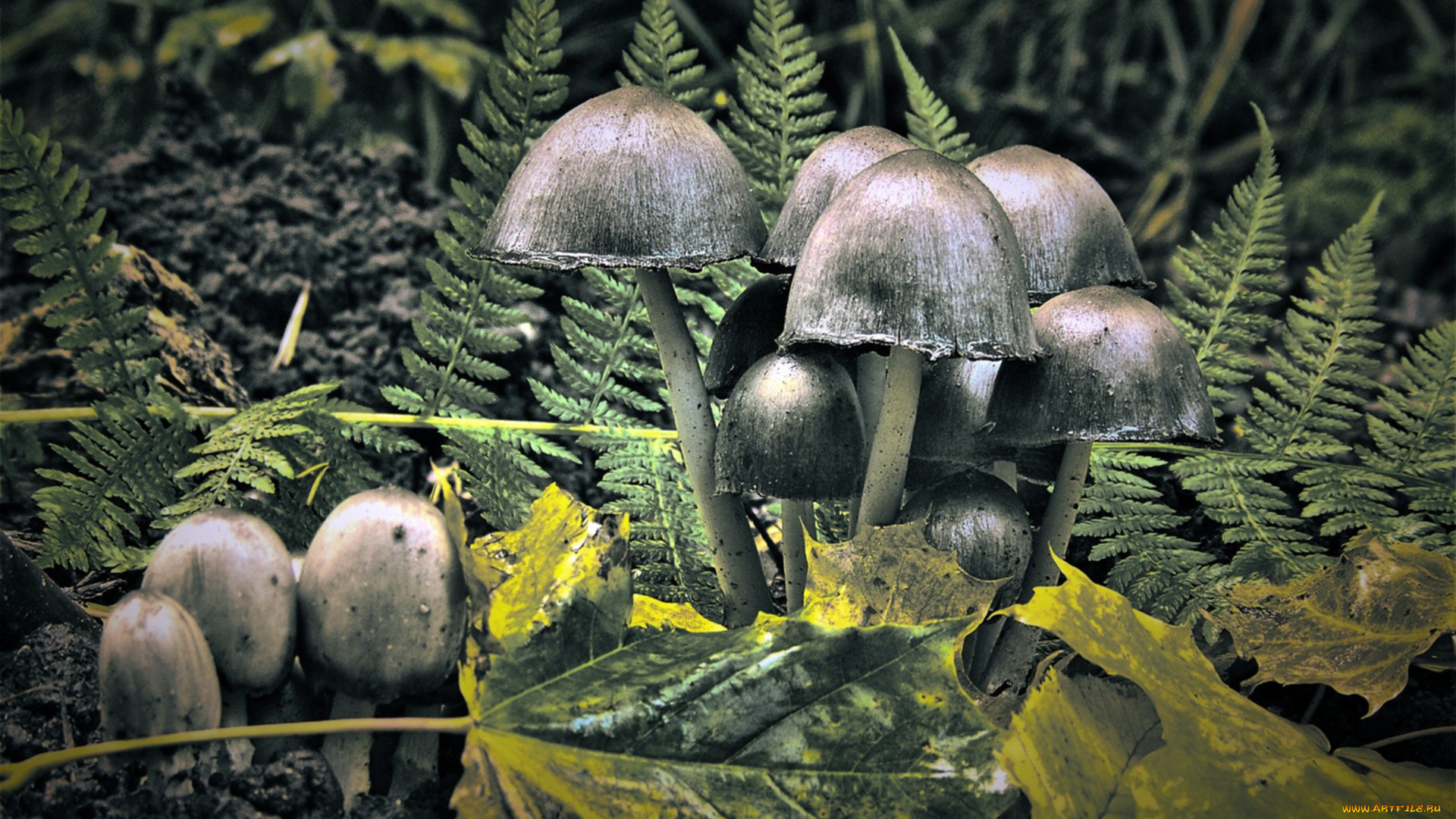 природа, грибы, папоротник, листья
