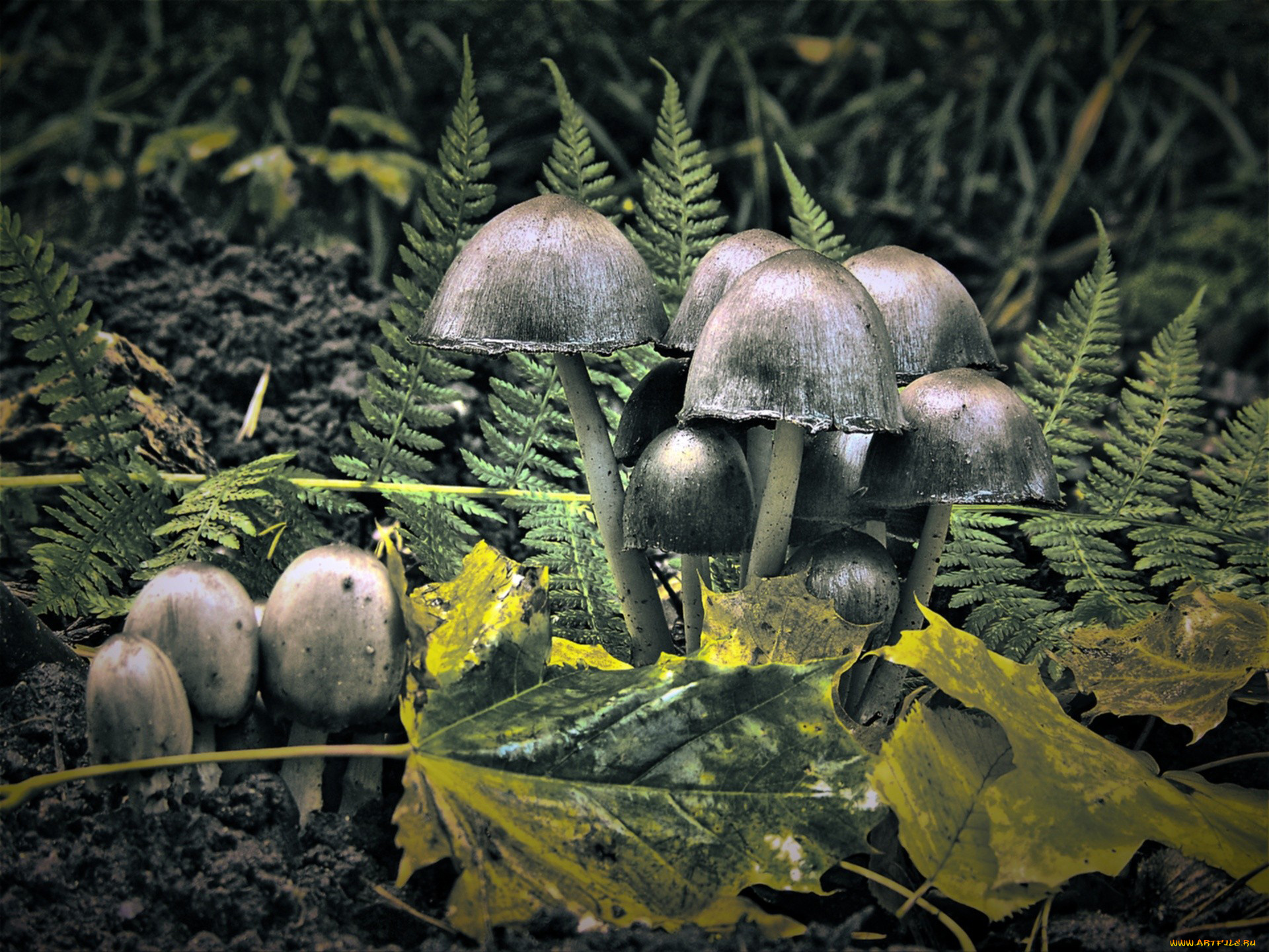 природа, грибы, папоротник, листья