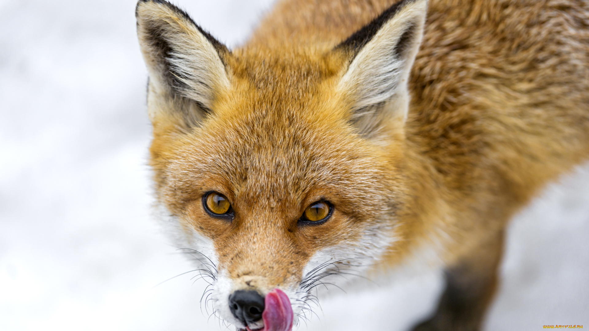 животные, лисы, рыжая, нос, язык