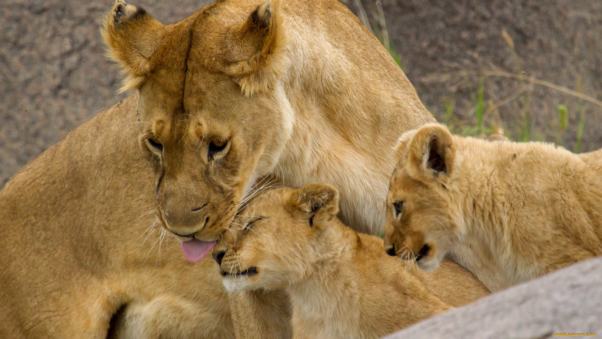 животные, львы, мама, малыши, любовь