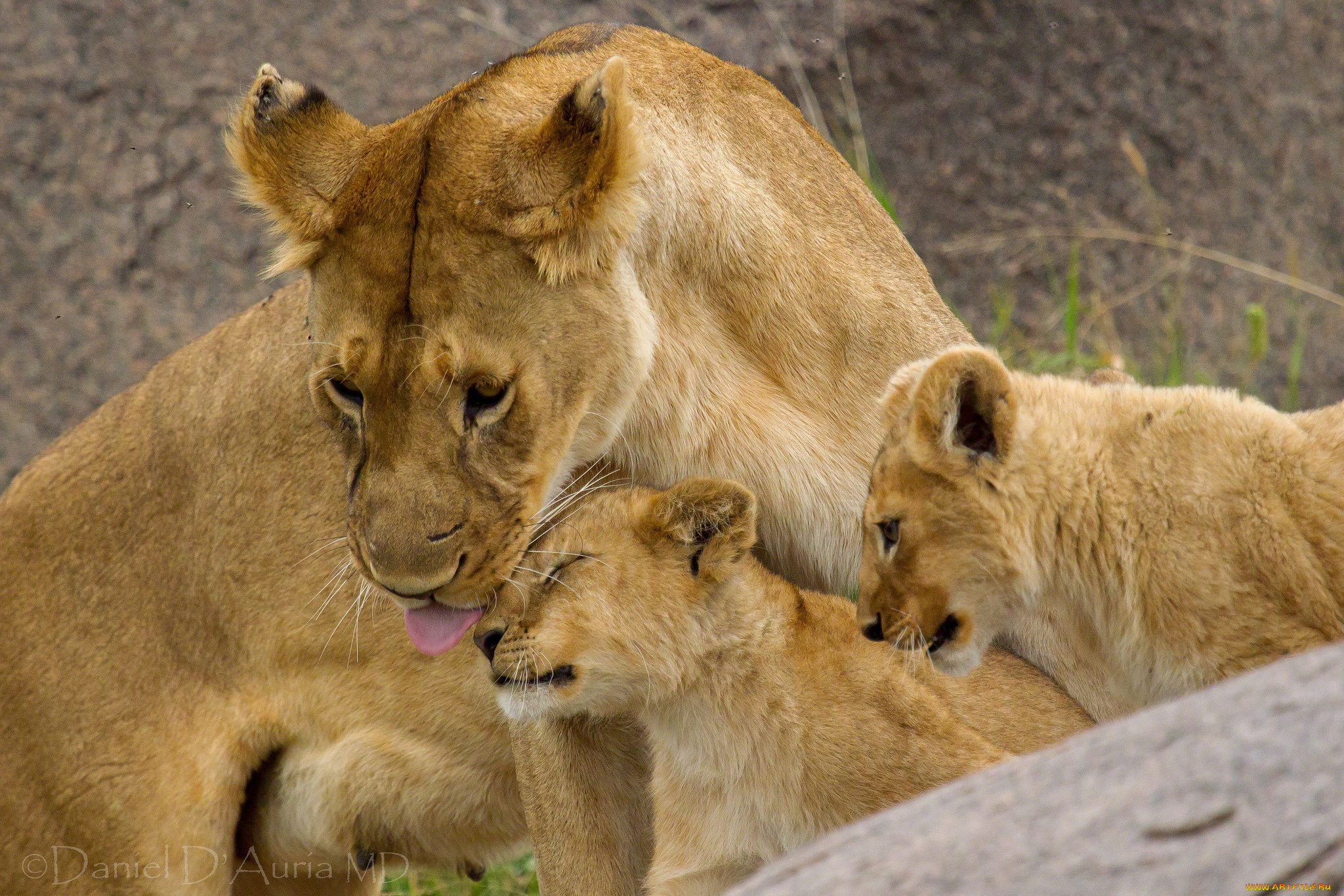 животные, львы, мама, малыши, любовь