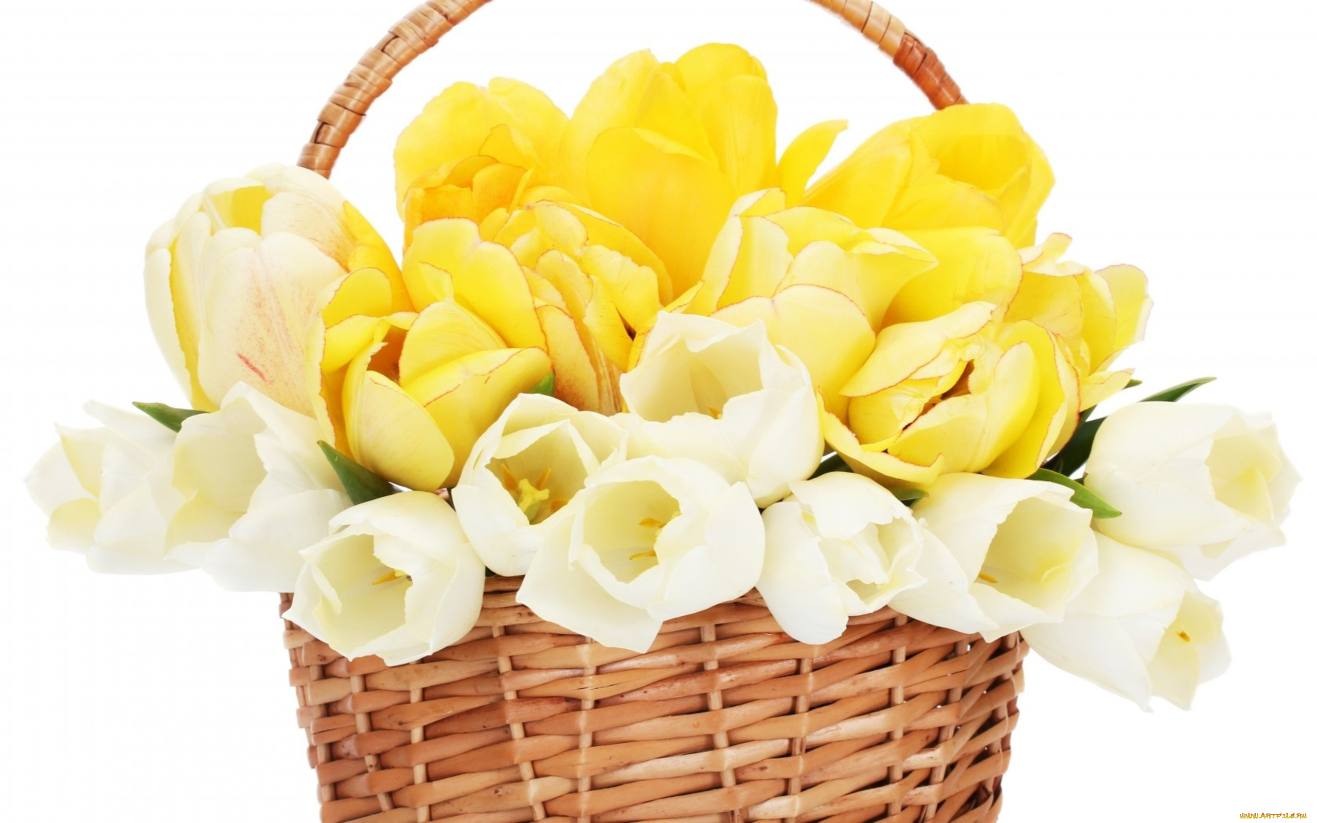 цветы, тюльпаны, белый, корзинка, желтый