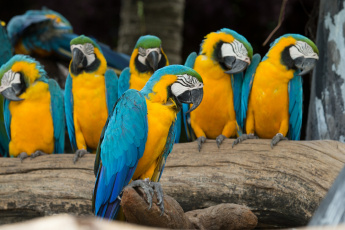 Картинка животные попугаи ветка птицы