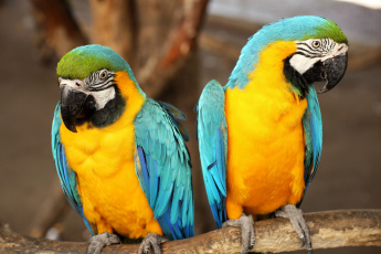 Картинка животные попугаи ветка птицы пара