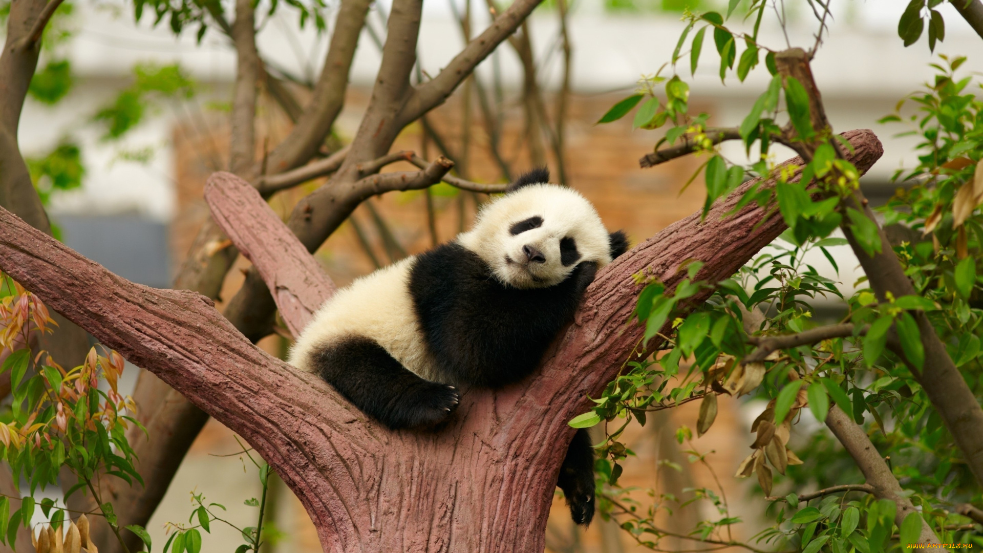 маленькая, панда, животные, панды, маленькая, панда