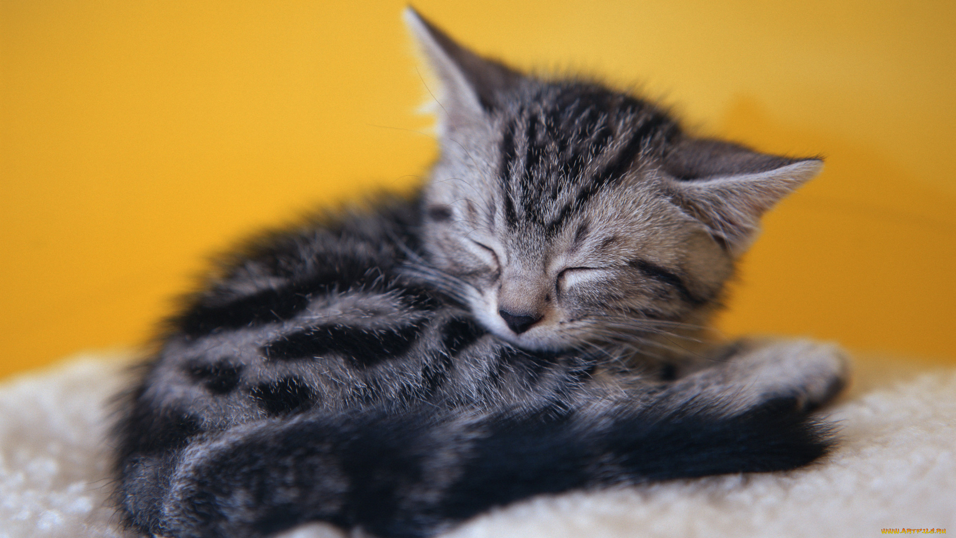 животные, коты, серый, отдых, дремота, котенок, сон, полосатый