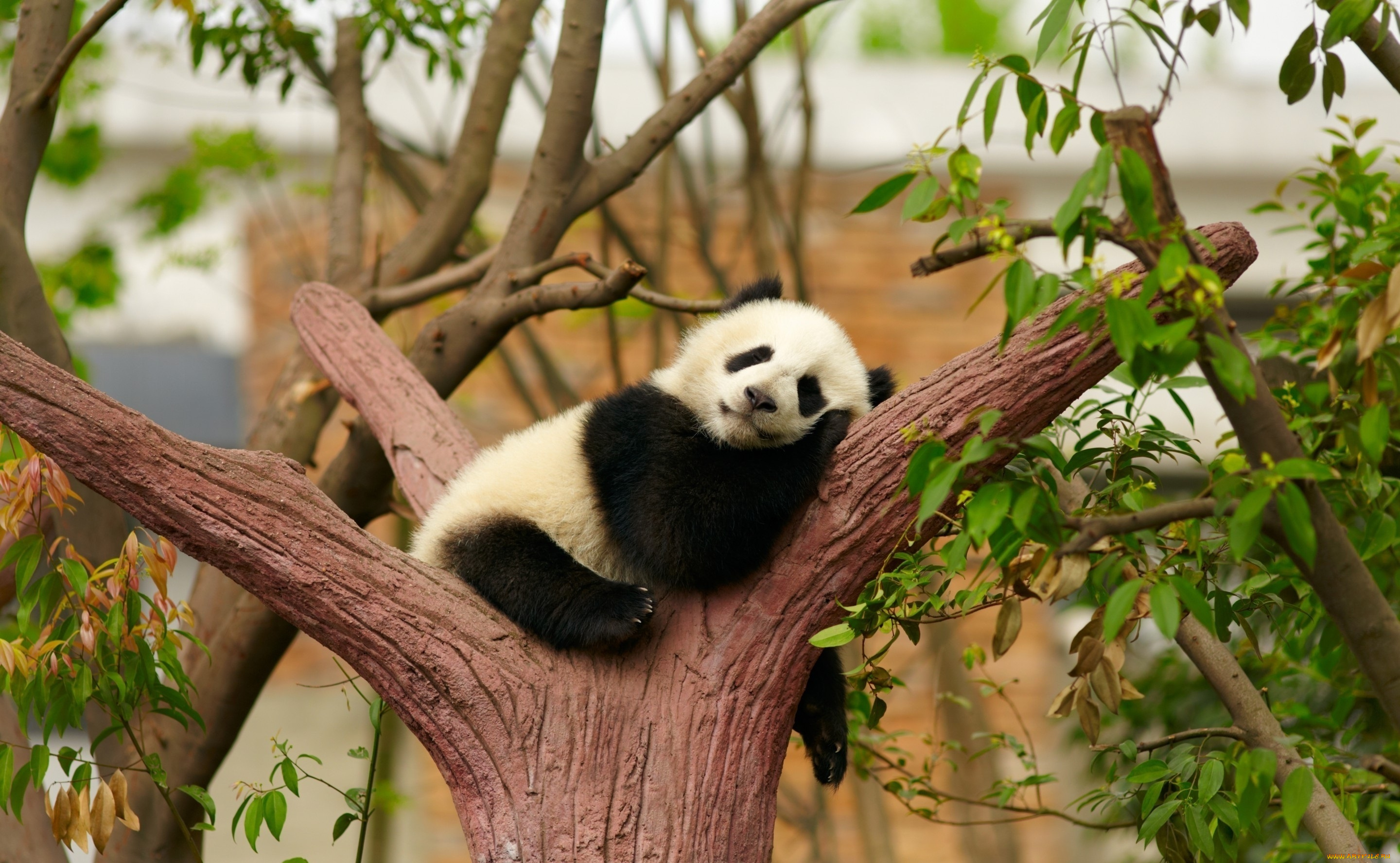 маленькая, панда, животные, панды, маленькая, панда