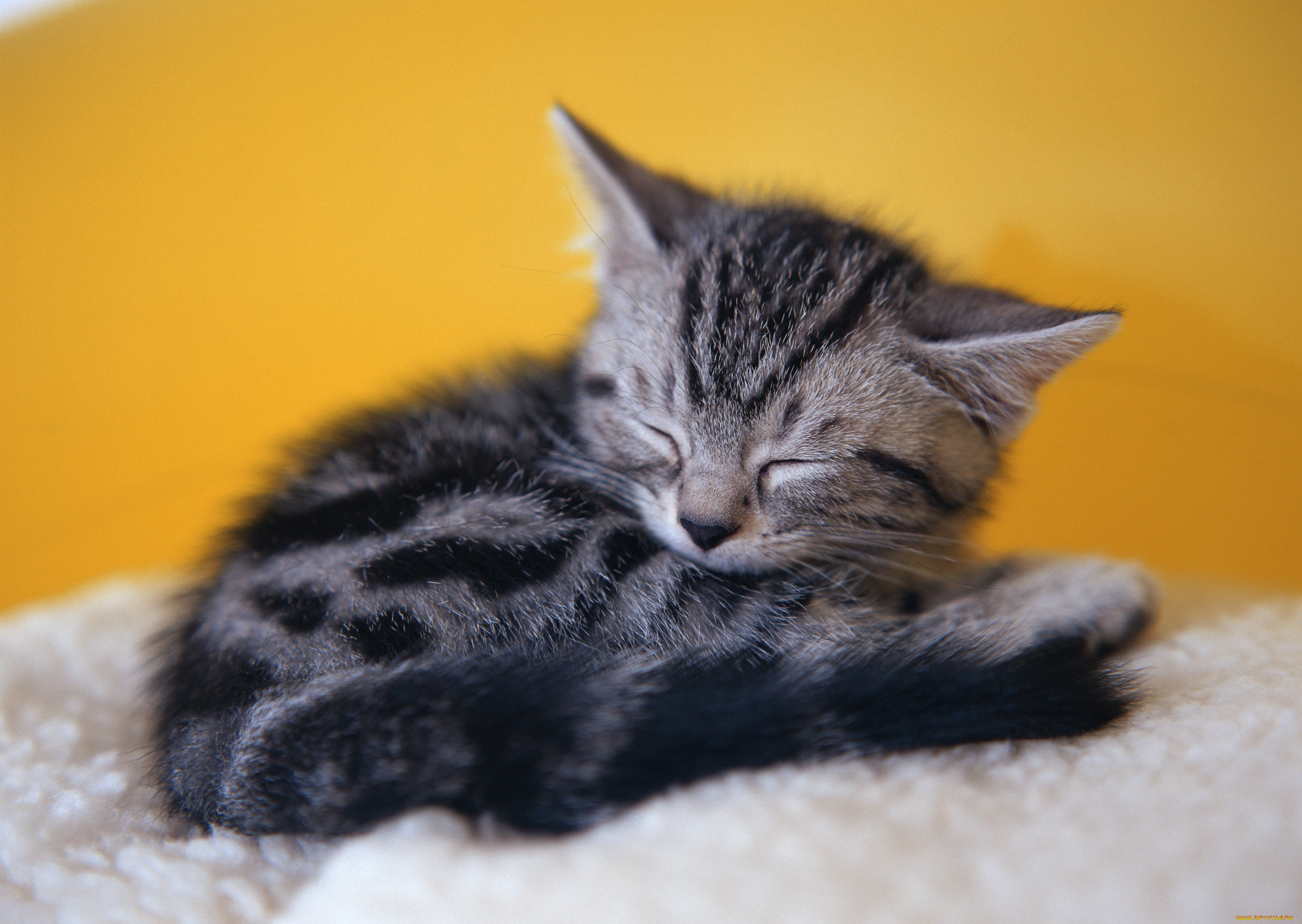 животные, коты, серый, отдых, дремота, котенок, сон, полосатый