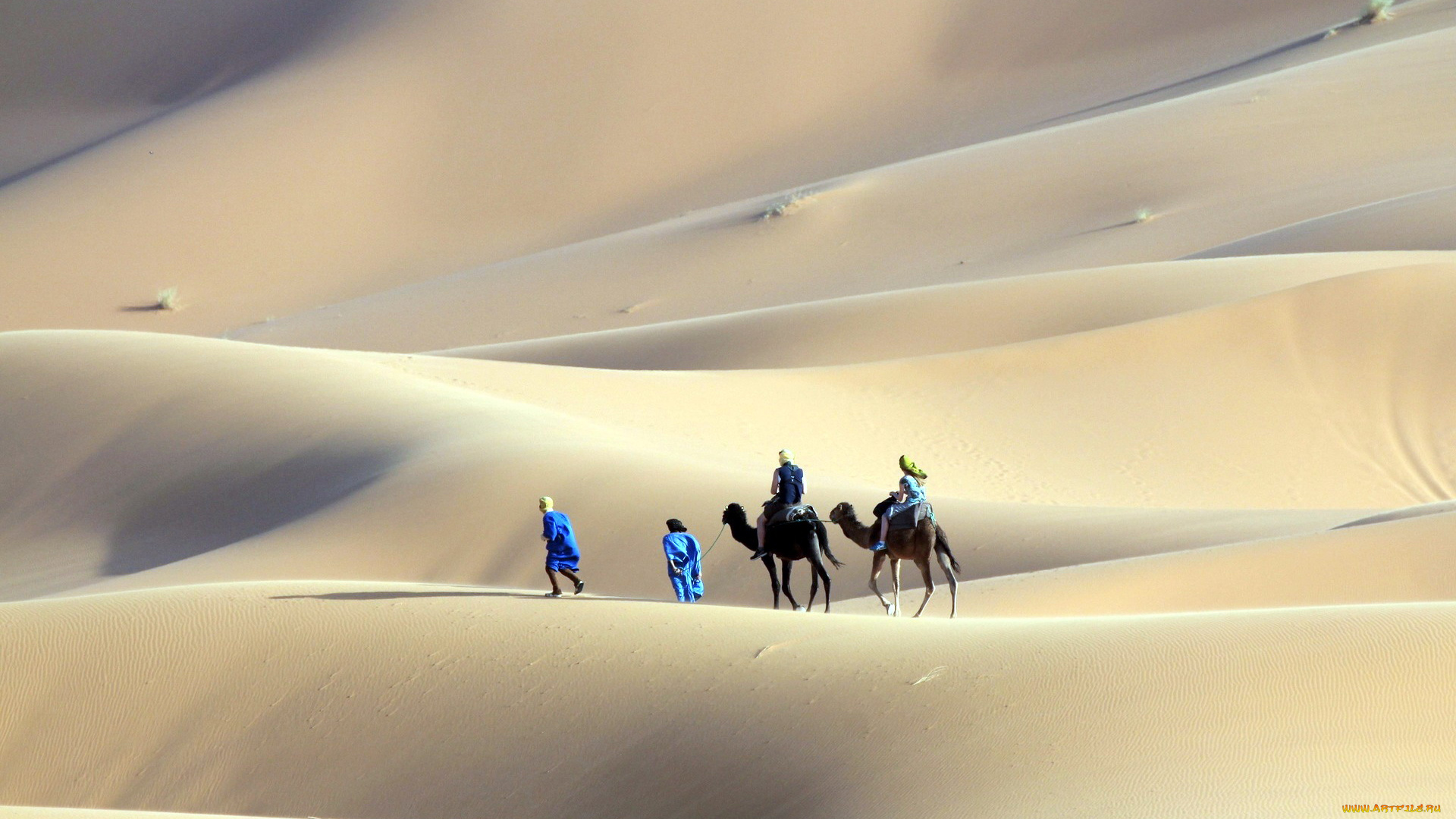 природа, пустыни, люди, барханы, верблюды, пустыня, песок